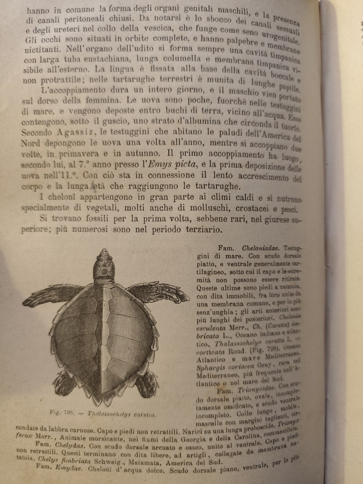 Manuale di Zoologia parte seconda, C. Claus, Cattaneo. Vallardi - antico '800