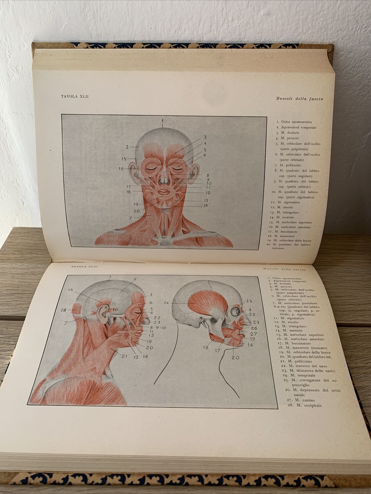 ANATOMIA PER GLI ARTISTI Angelo Morelli, Fratelli Lega 1943. illustrato