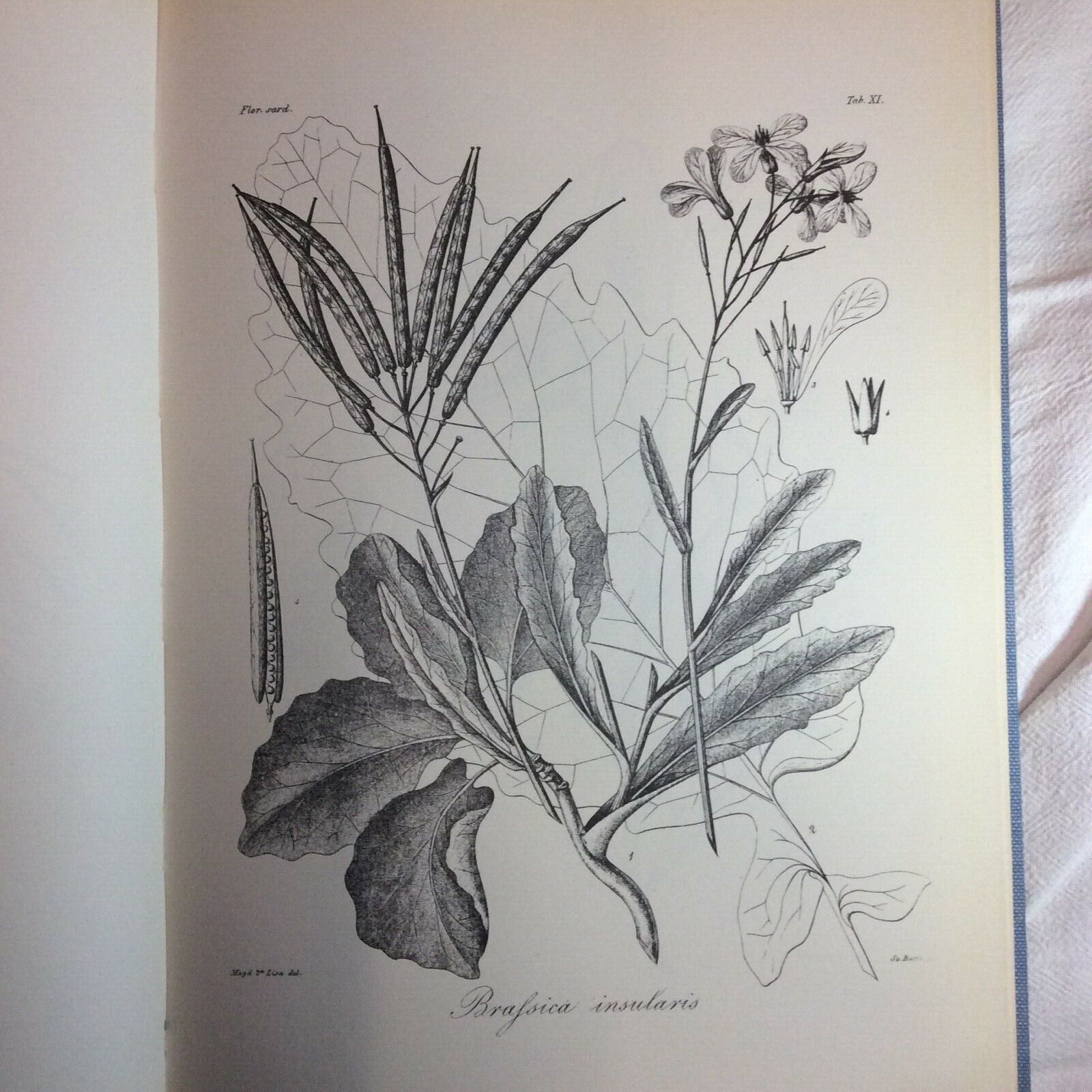 FLORA SARDOA SEU HISTORIA PLANTARUM, JOSEPHO HYACINTHO MORIS, ANASTATICA FORNI