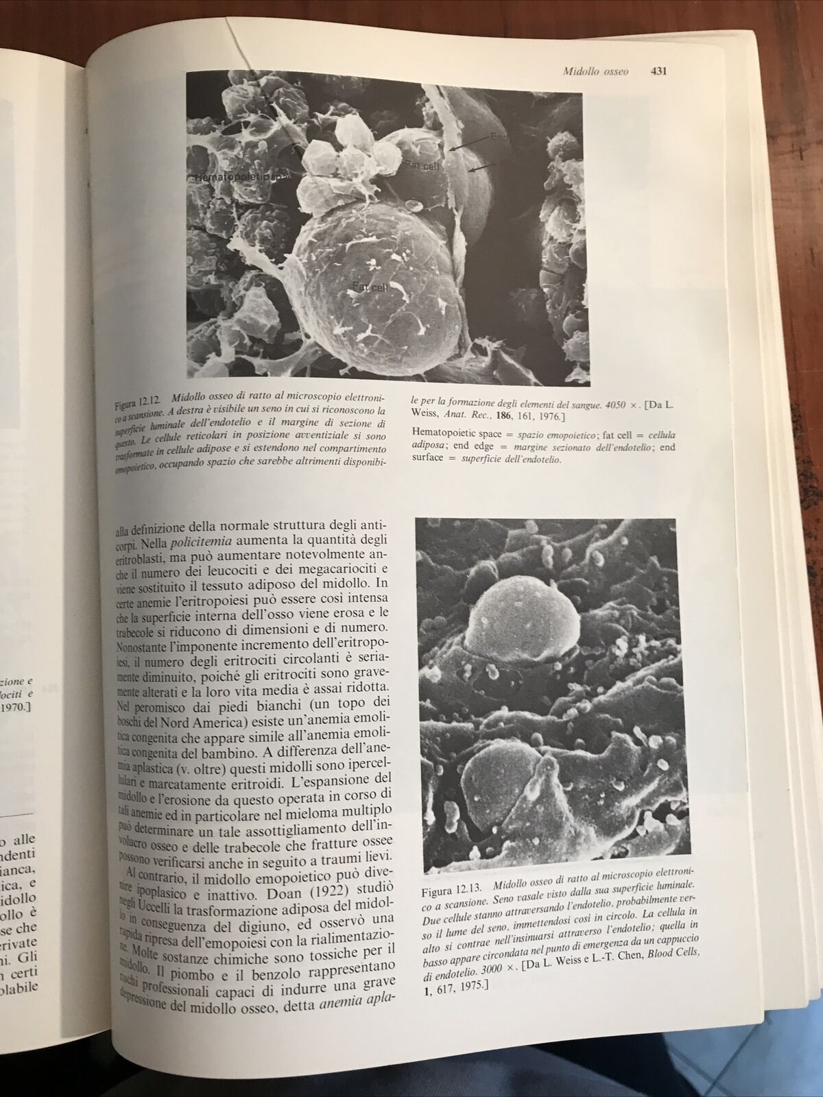 ISTOLOGIA zanichelli WEISS ROY O. GREEP