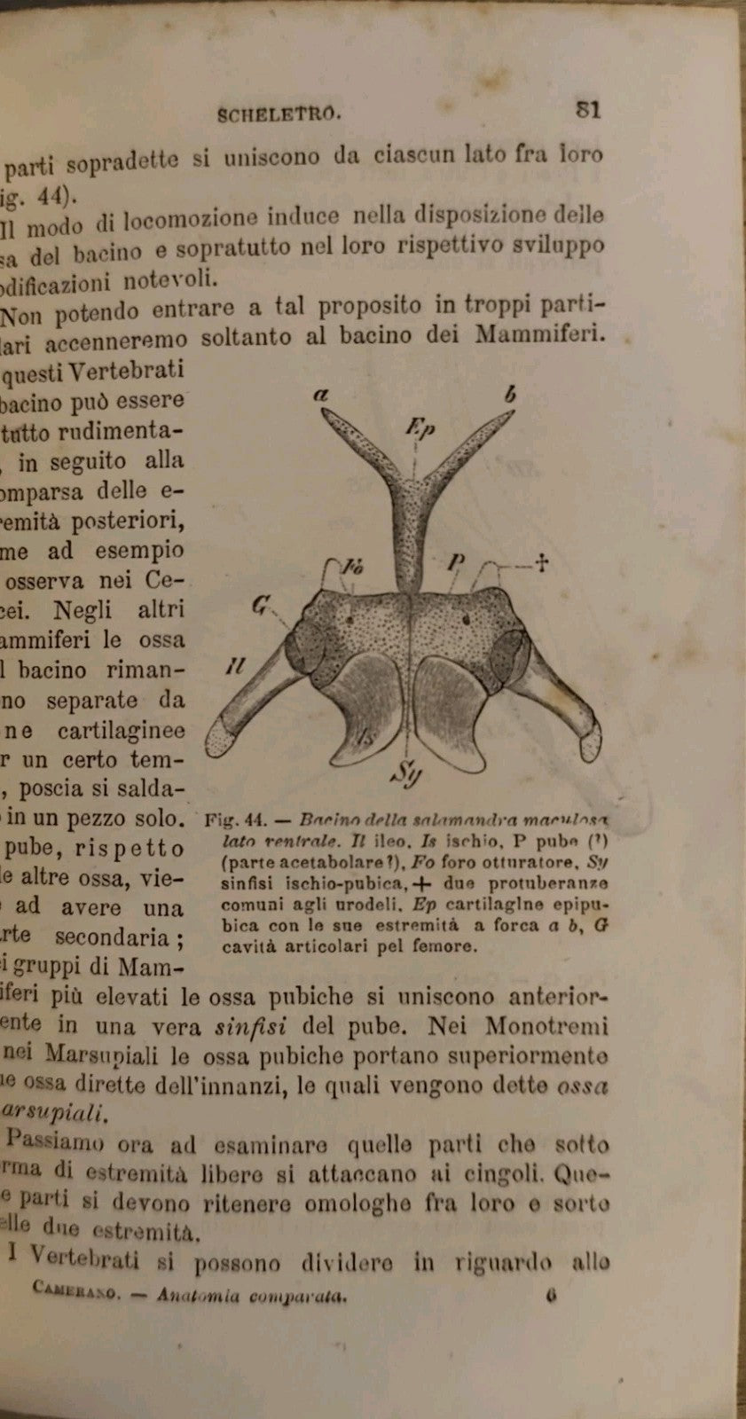 Anatomia comparata - L. Camerano - 1892 - Vallardi ed. 117 figure 
