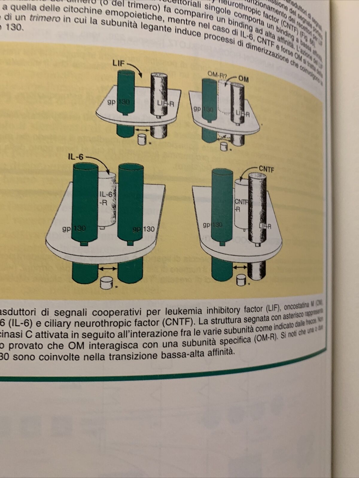 FISIOPATOLOGIA Agnoli Licastro Tomasi Zavagli. Vol. Primo 1. Clueb editore 1994