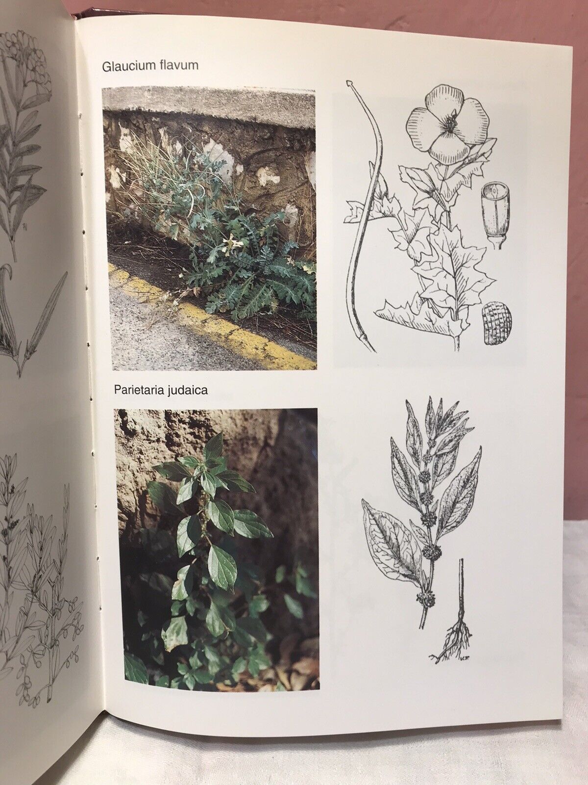 Piante officinali nella comunità montana delle Baronie, J. Camarda, V. Satta