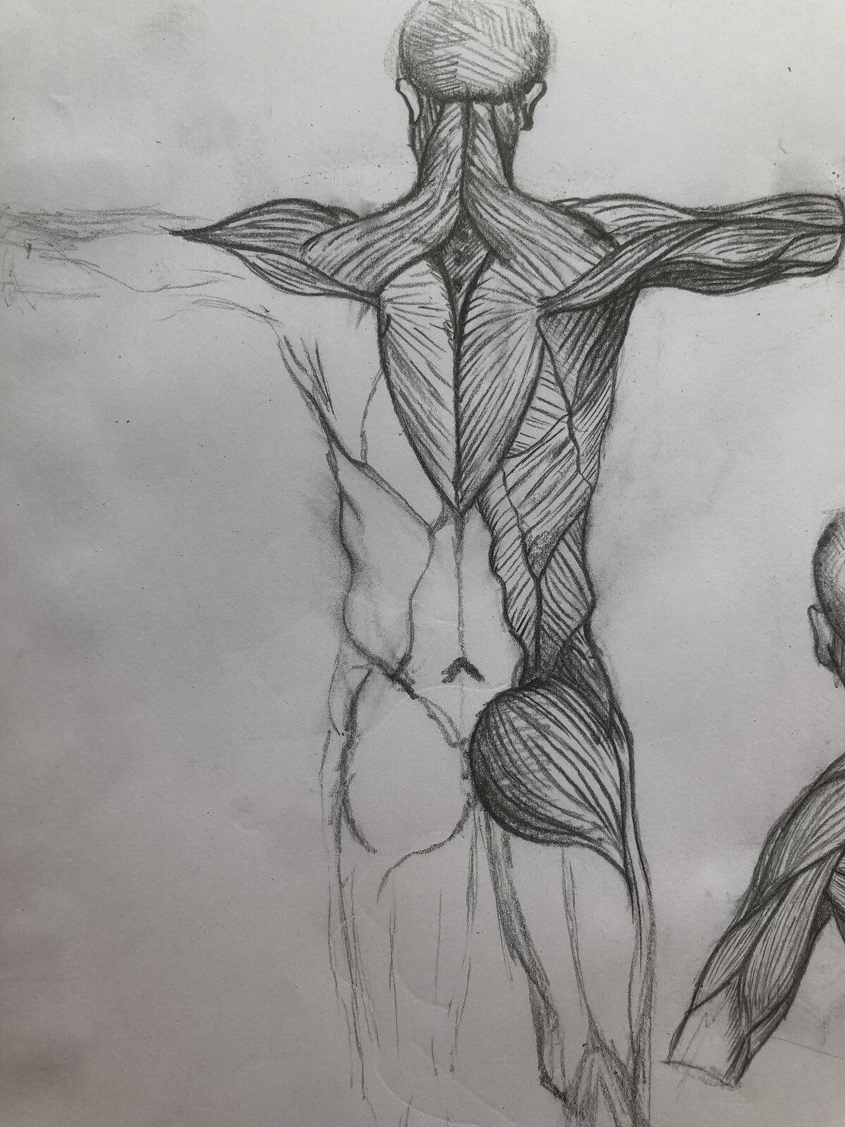 Anatomy Muscle Figure – Hand Drawn Human Body Sketch – Pencil Anatomical Art