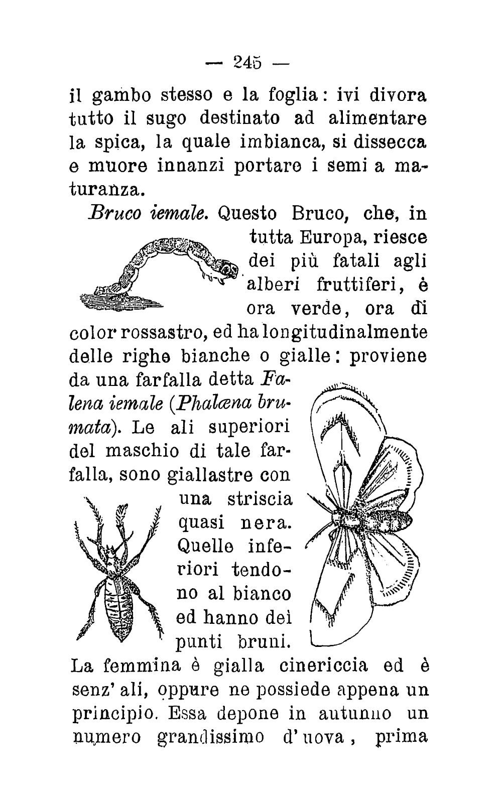 Nuova entomologia -La distruzione degli insetti nocivi 1896 -Rist 2025 A. Lavoit