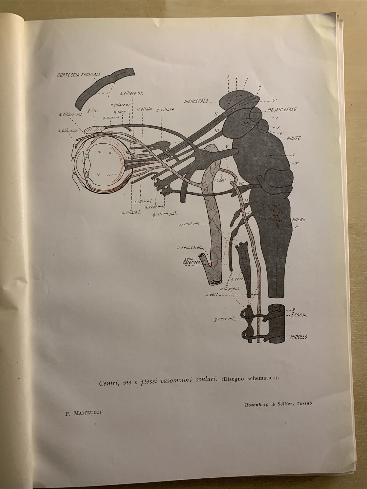 IL SISTEMA NERVOSO AUTONOMO NELLA FISIOPATOLOGIA OCULARE - MATTEUCCI. Rosenberg#