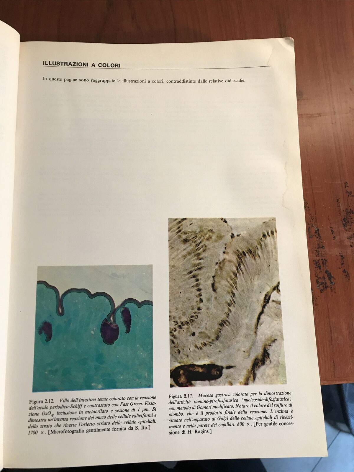 ISTOLOGIA zanichelli WEISS ROY O. GREEP