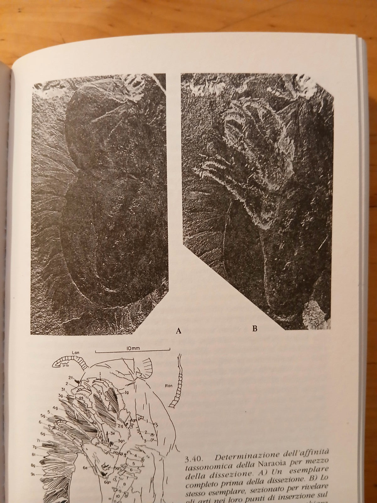 La vita meravigliosa - Stephen Jay Gould - I Fossili di Burgess. Feltrinelli