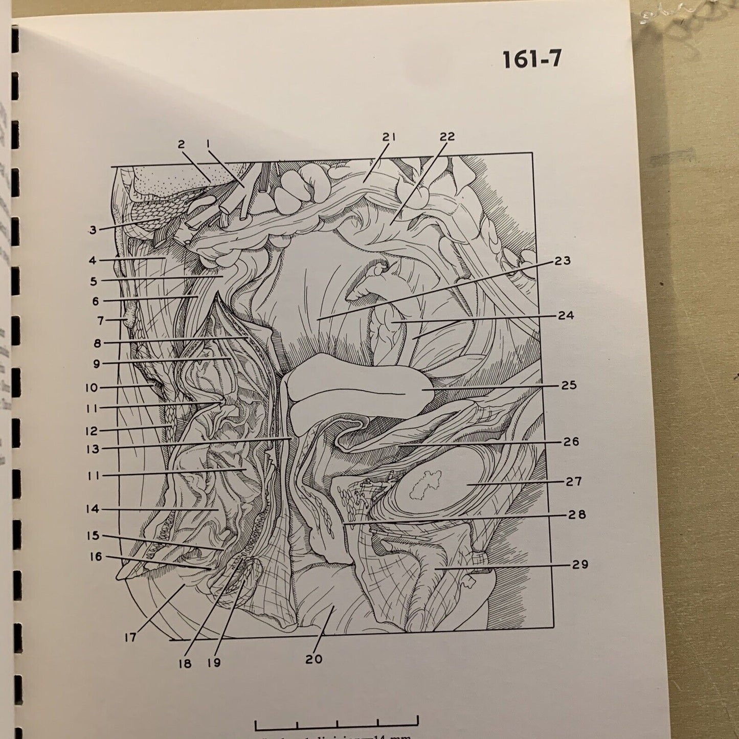 A STEREOSCOPIC ATLAS OF HUMAN ANATOMY - David Bassett section VI The pelvis #