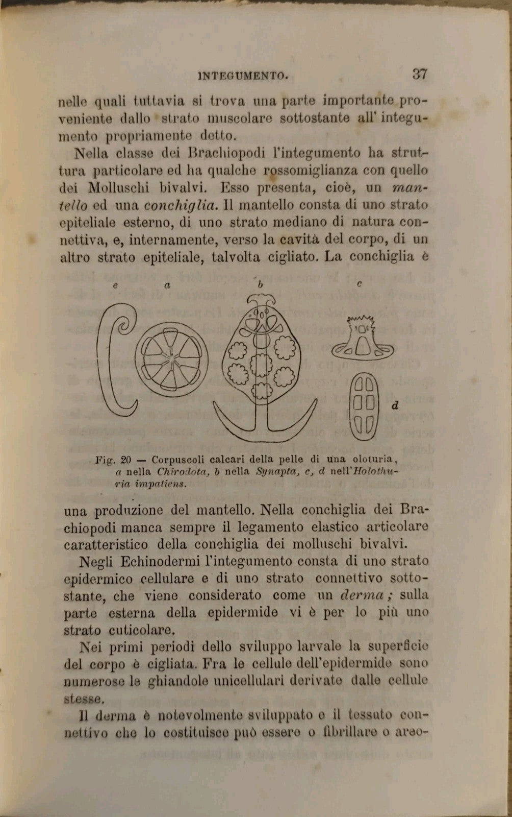 Anatomia comparata - L. Camerano - 1892 - Vallardi ed. 117 figure 