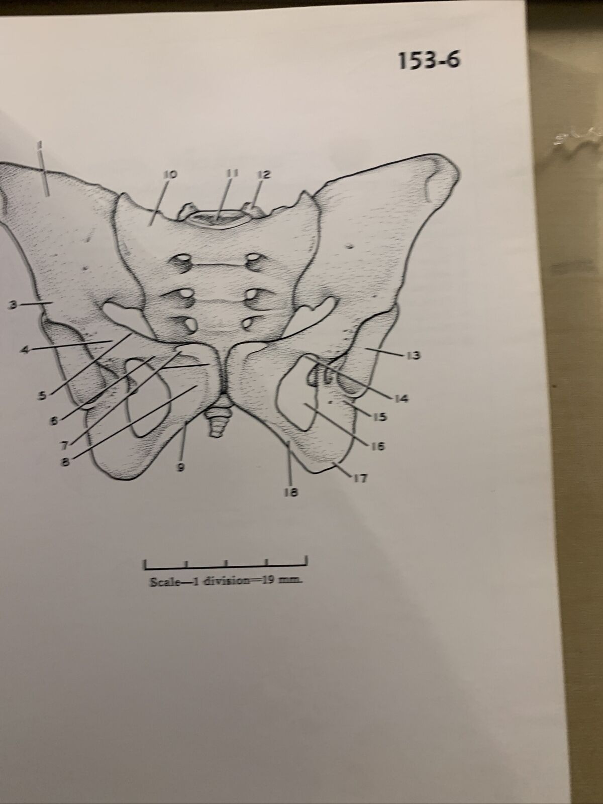 A STEREOSCOPIC ATLAS OF HUMAN ANATOMY - David Bassett section VI The pelvis #