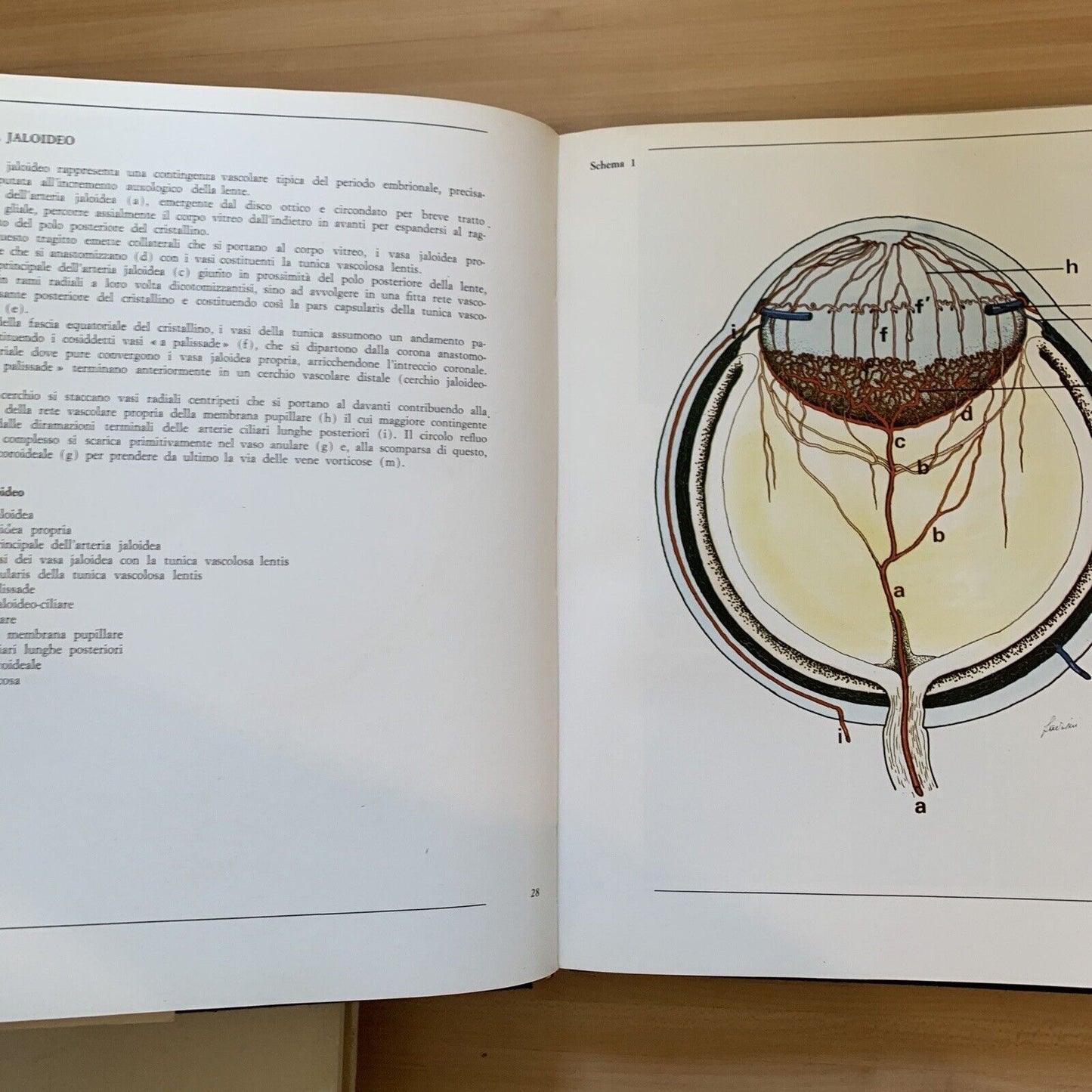 L'OCCHIO - parte terza volume primo. microvascolarizzazione. Morone, Ottaviani