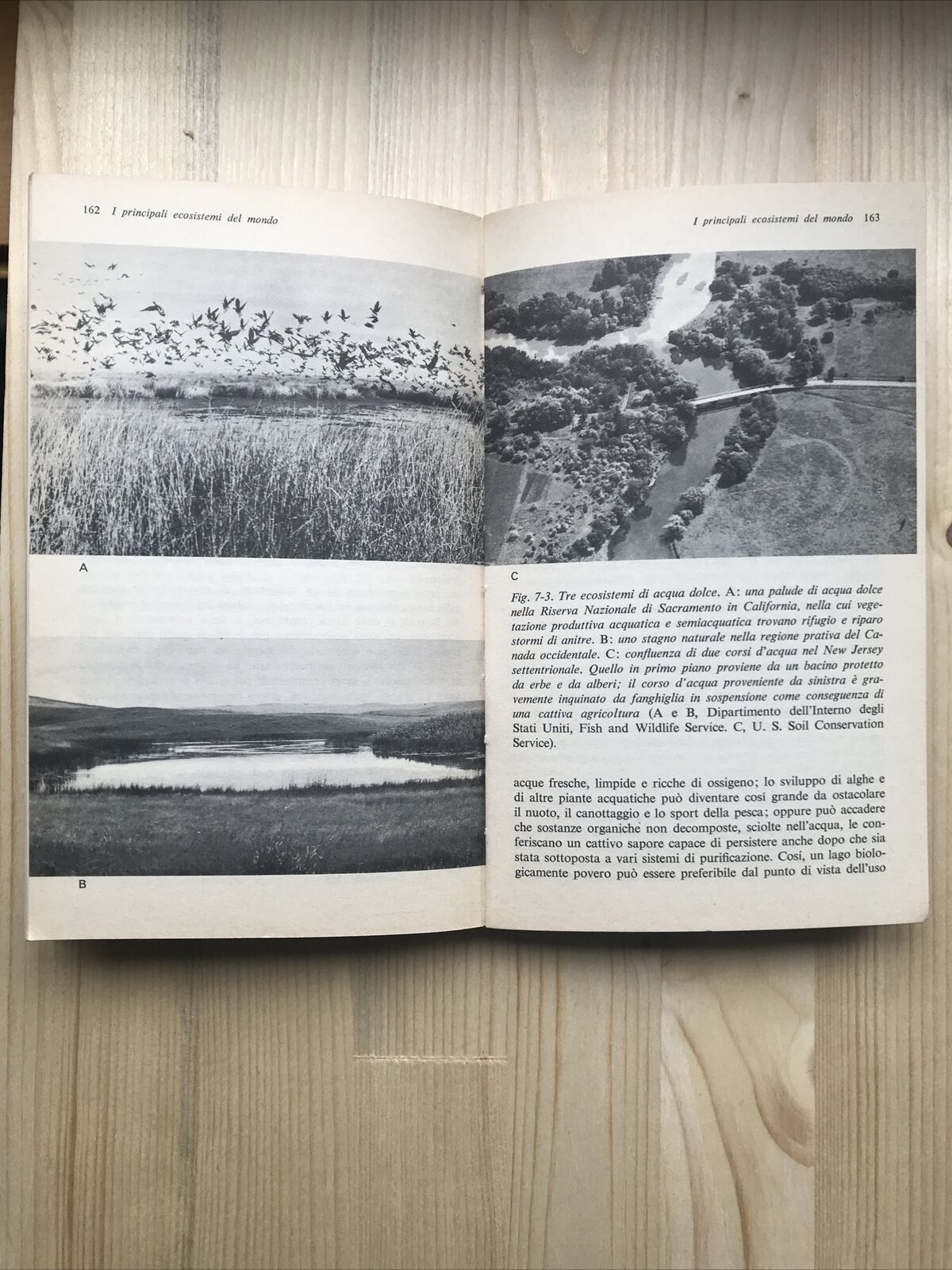ECOLOGIA, Eugene P. Odum, zanichelli.