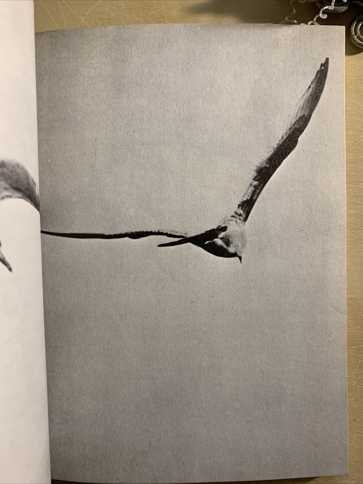 JONATHAN LIVINGSTONE SEAGULL a story. Richard bach. Pan books 1972 #