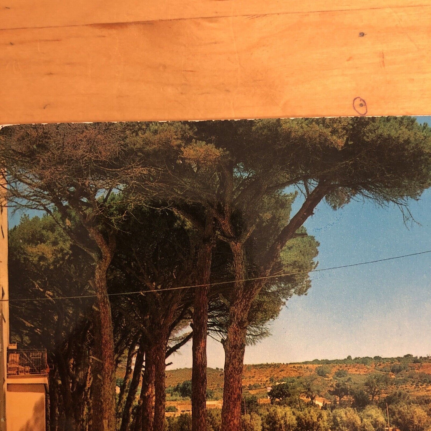 CARTOLINA - CATANZARO LIDO - PINETA CASCIOLINO. VIAGGIATA