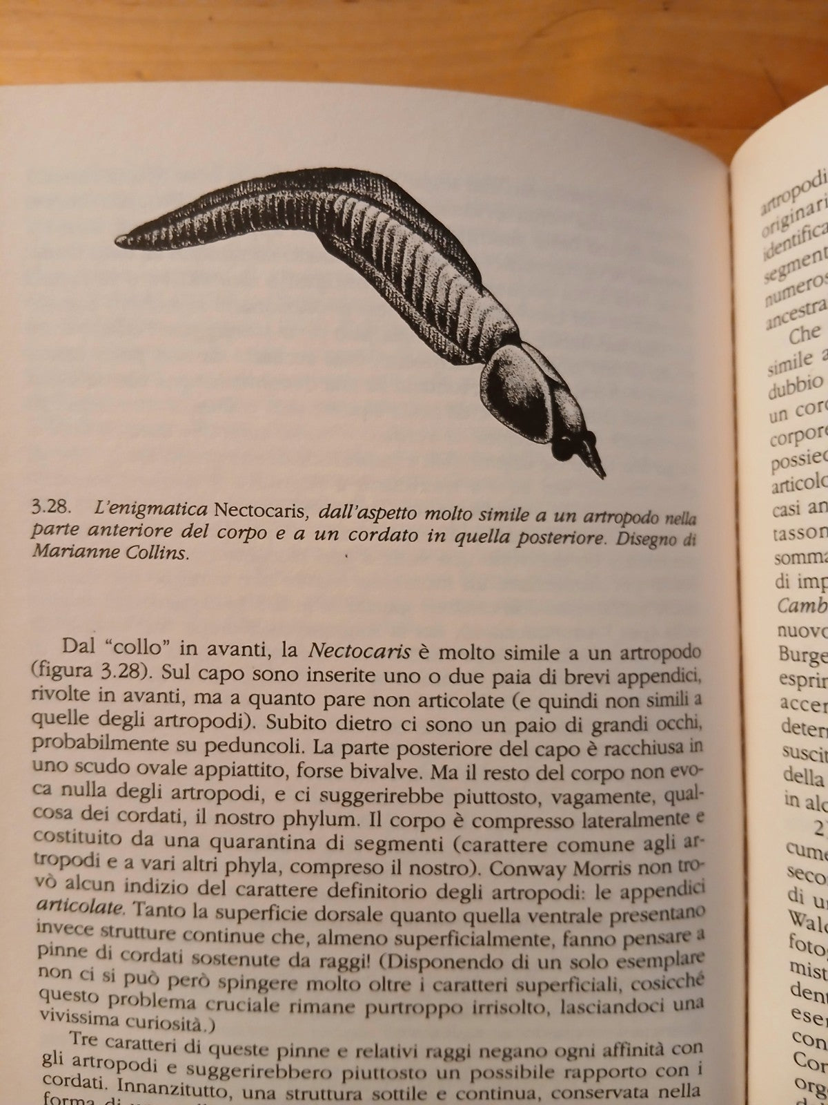 La vita meravigliosa - Stephen Jay Gould - I Fossili di Burgess. Feltrinelli