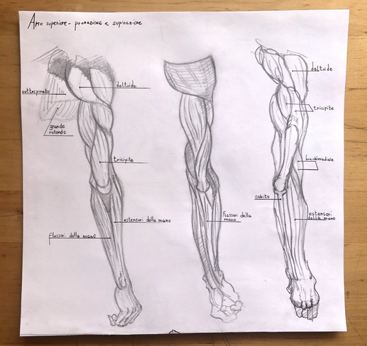 Anatomia muscolatura Arto superiore Tavola anatomica disegnata a mano, matita