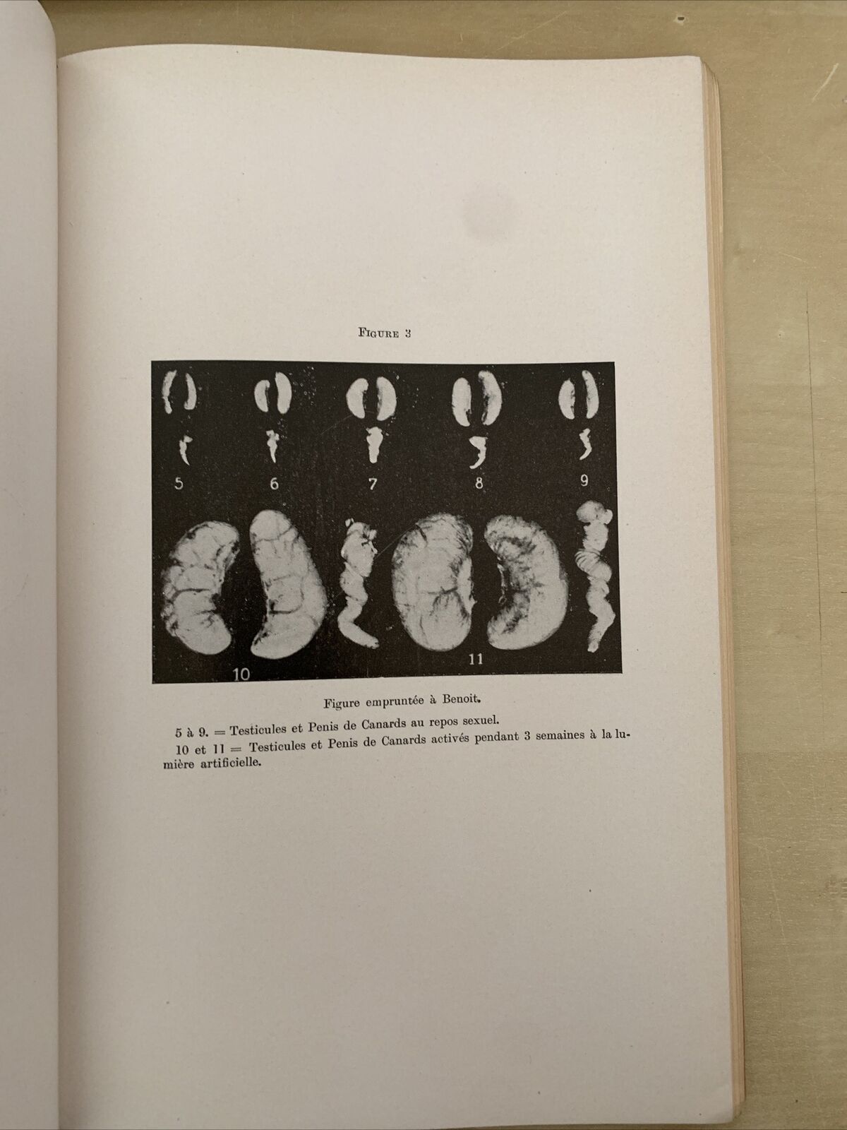 L'ENDOCRINOLOGIE ET L'OEIL. Snapper, Szily, Imre, Lo Cascio, Drouet. 1938 #