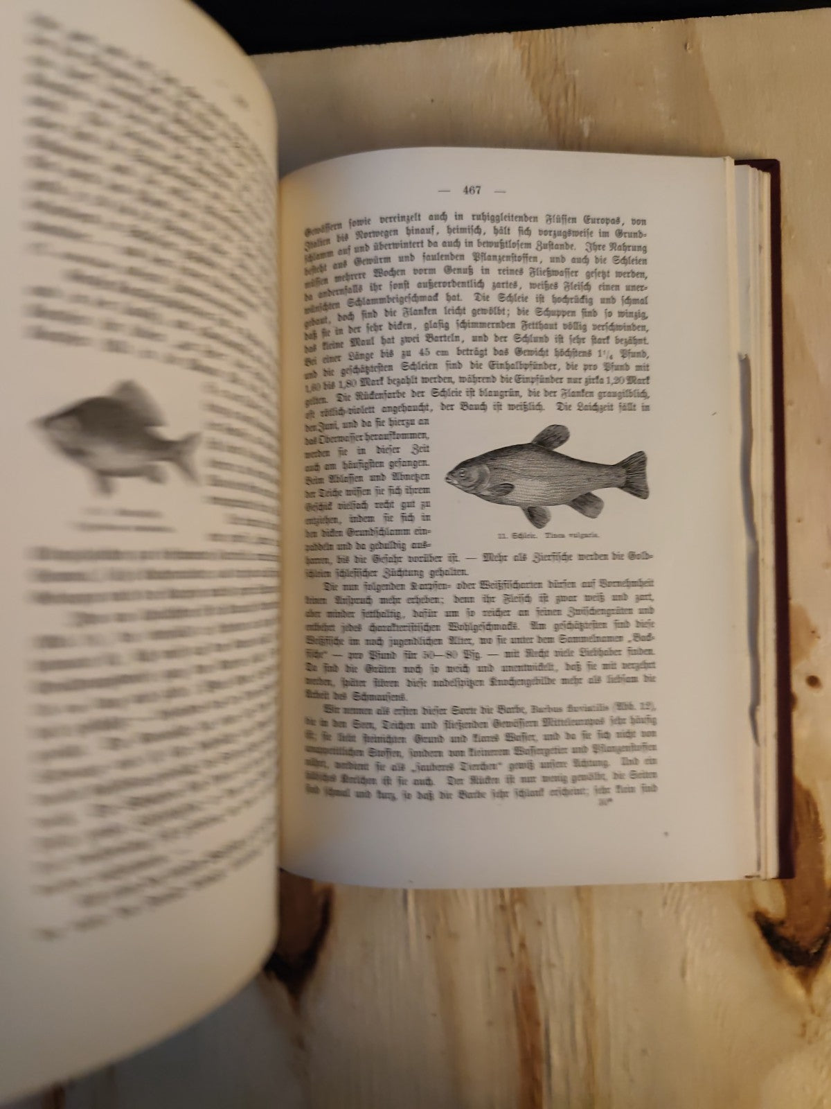Neuer Deutscher Jugendfreund - Vol. 67 - Franz Hoffmann - Lipsia Schmidt & 