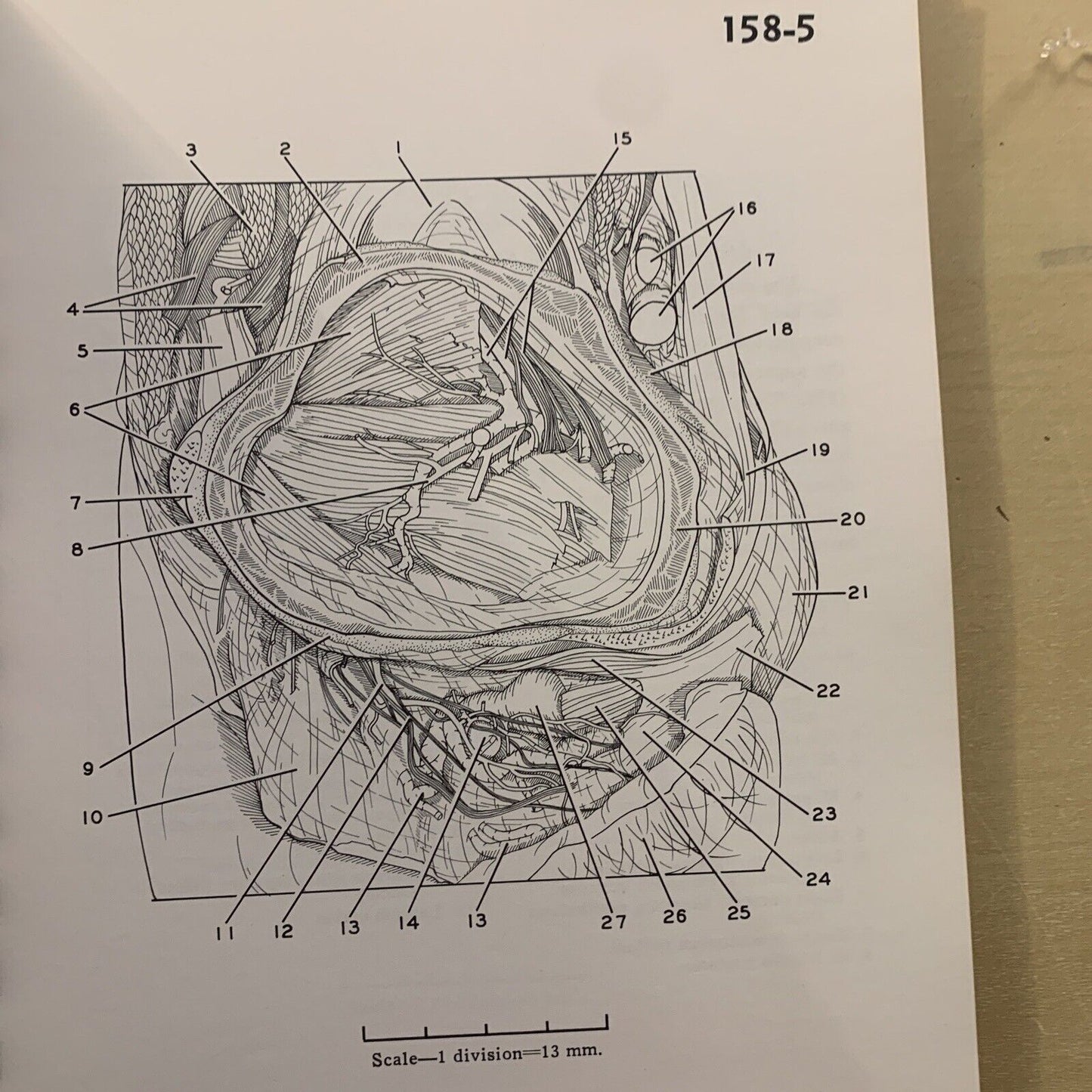 A STEREOSCOPIC ATLAS OF HUMAN ANATOMY - David Bassett section VI The pelvis #