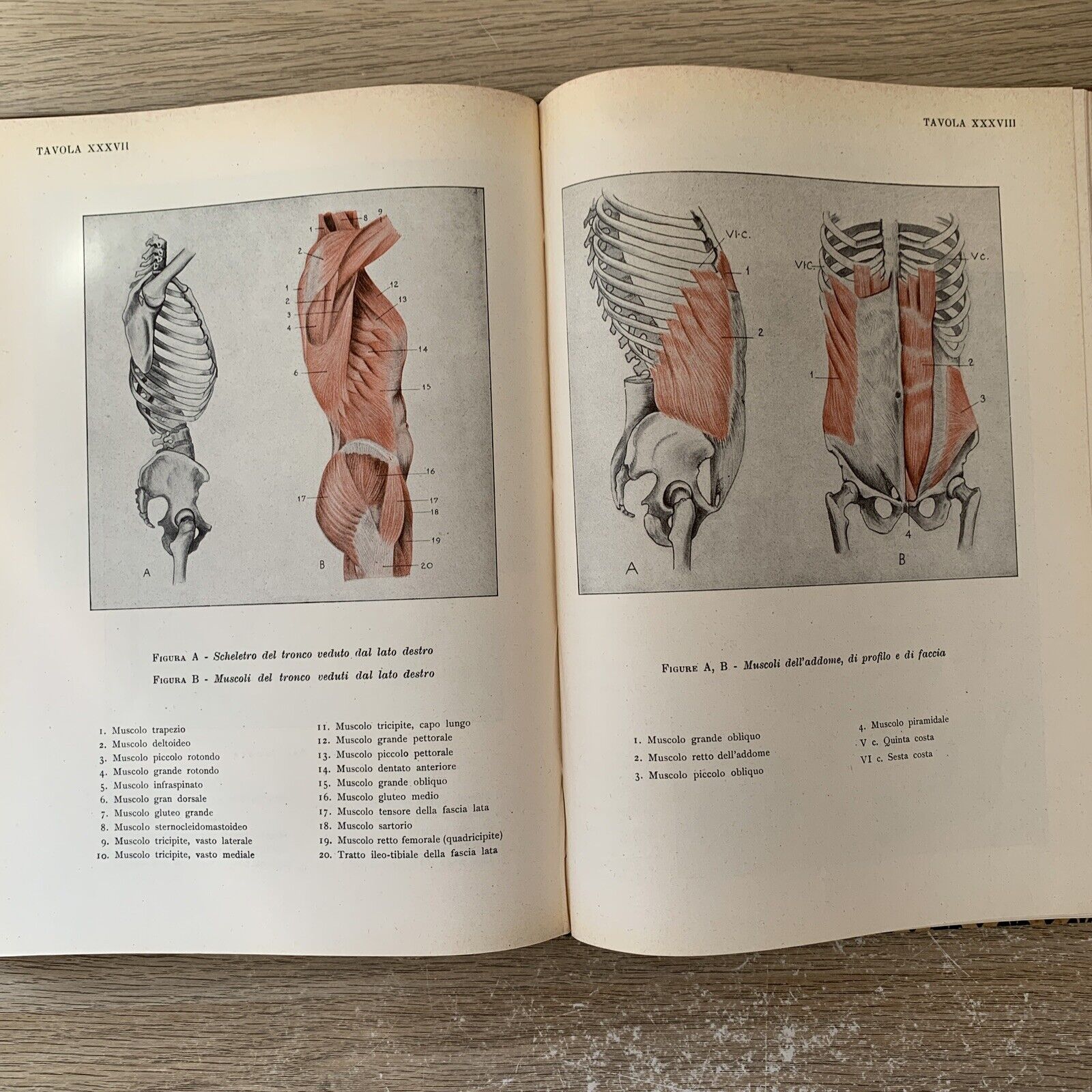 ANATOMIA PER GLI ARTISTI Angelo Morelli, Fratelli Lega 1943. illustrato