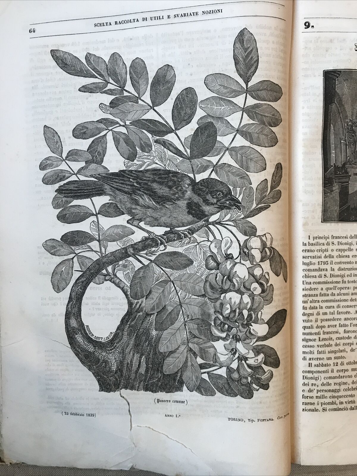 MUSEO SCIENTIFICO LETTERARIO ED ARTISTICO, Luigi Cicconi  - Anno primo 1839