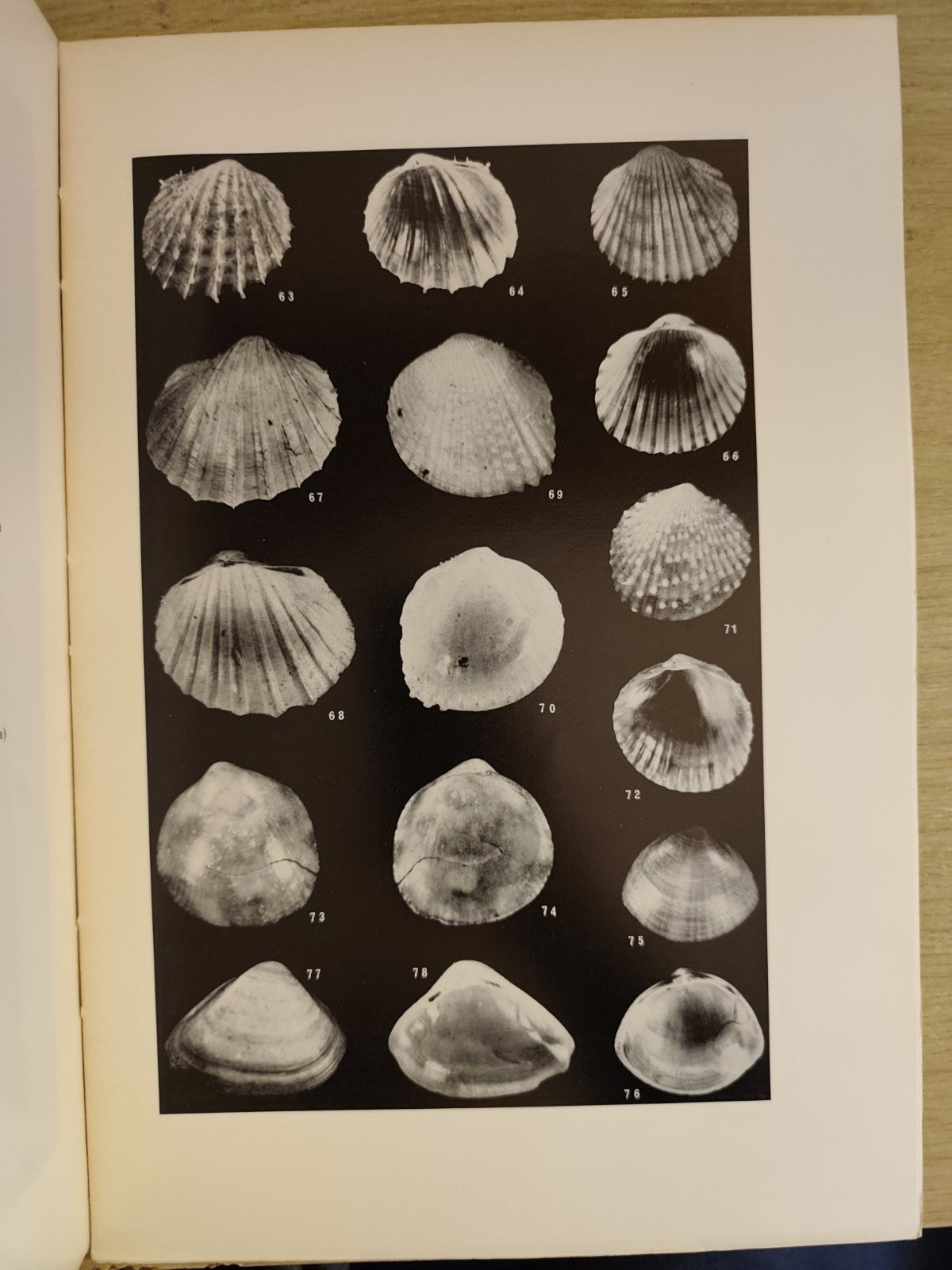 Lamellibranchi recenti Adriatico settentrionale Venezia Trieste - Stolfa Zucchi