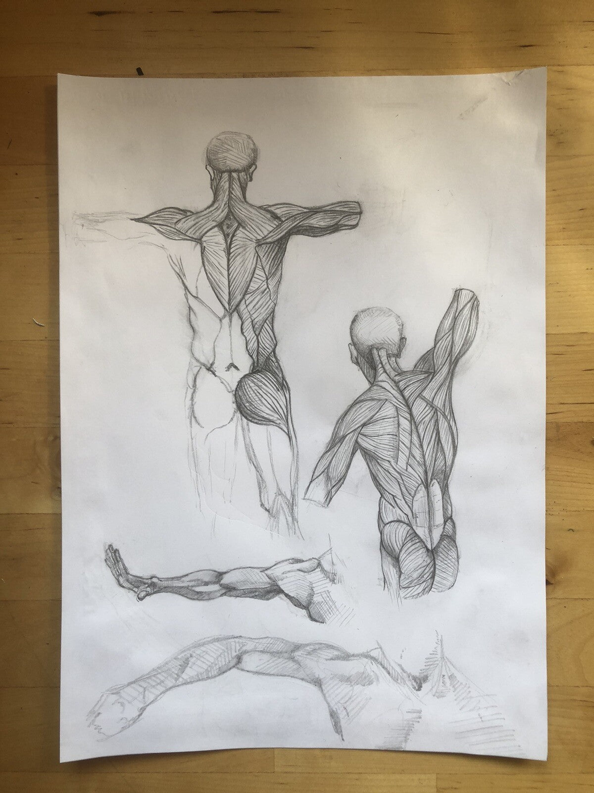 Anatomy Muscle Figure – Hand Drawn Human Body Sketch – Pencil Anatomical Art