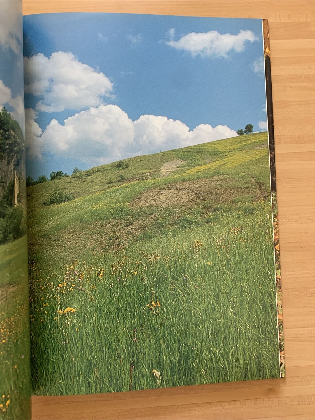 ZOCCA - PENSIERI A COLORI, RICCARDO SOLMI. CALDERINI EDAGRICOLE #