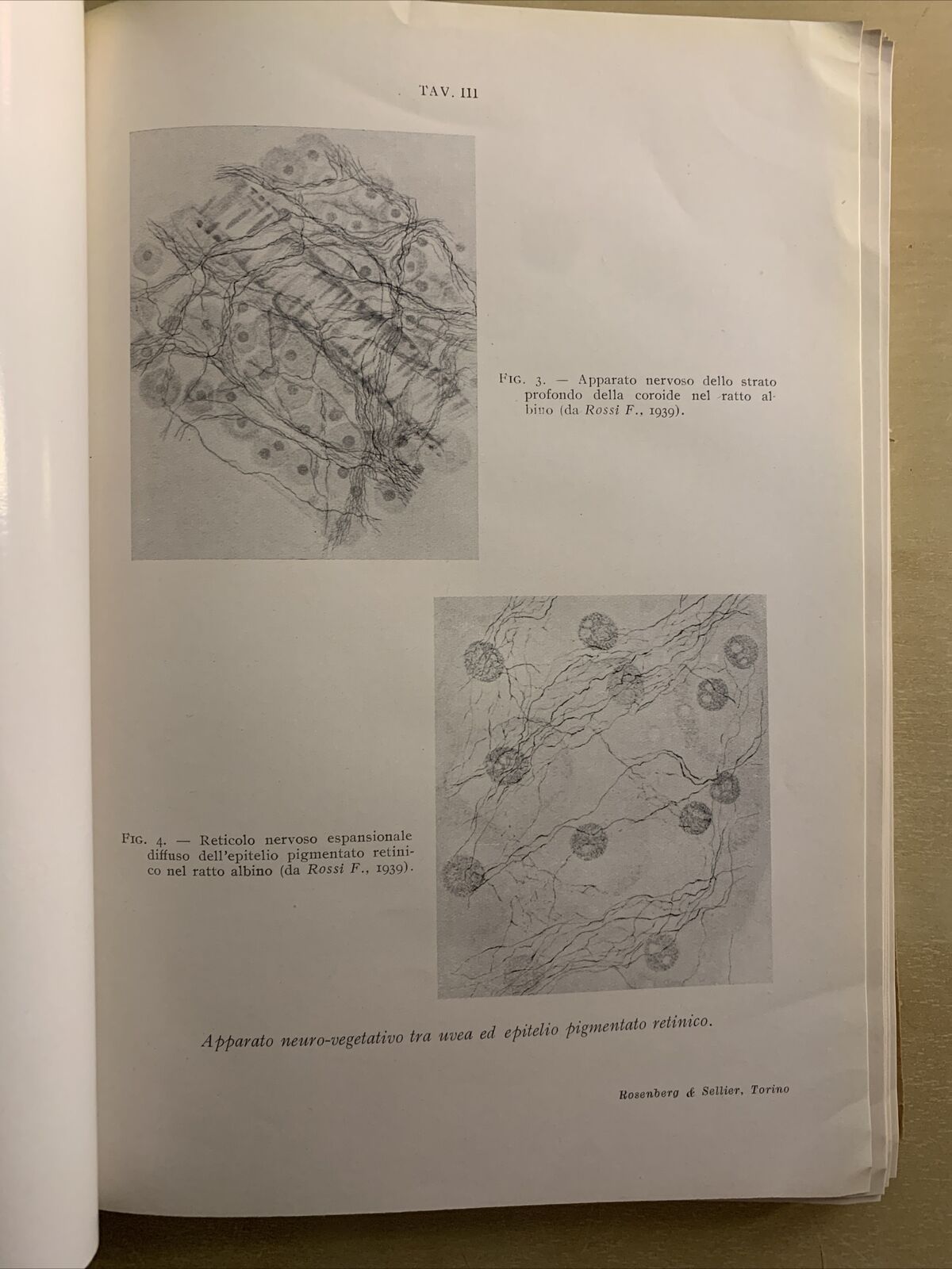 IL SISTEMA NERVOSO AUTONOMO NELLA FISIOPATOLOGIA OCULARE - MATTEUCCI. Rosenberg#