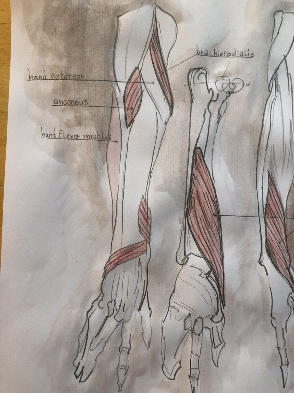 Hand-Drawn Anatomical Chart – Thumb extensors, Upper Limb – Pencil & Watercolor