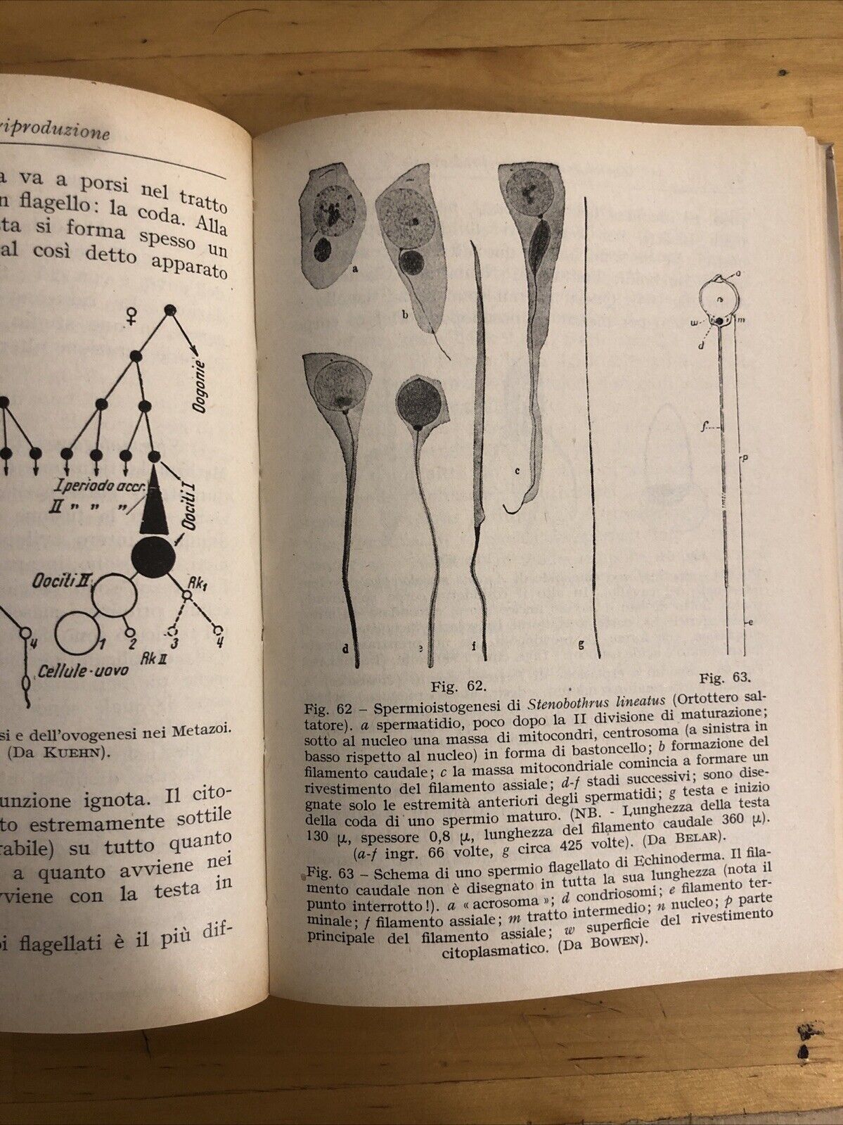 Riproduzione e sessualità nelle piante e negli animali, Claudio barbozza, Hoepli