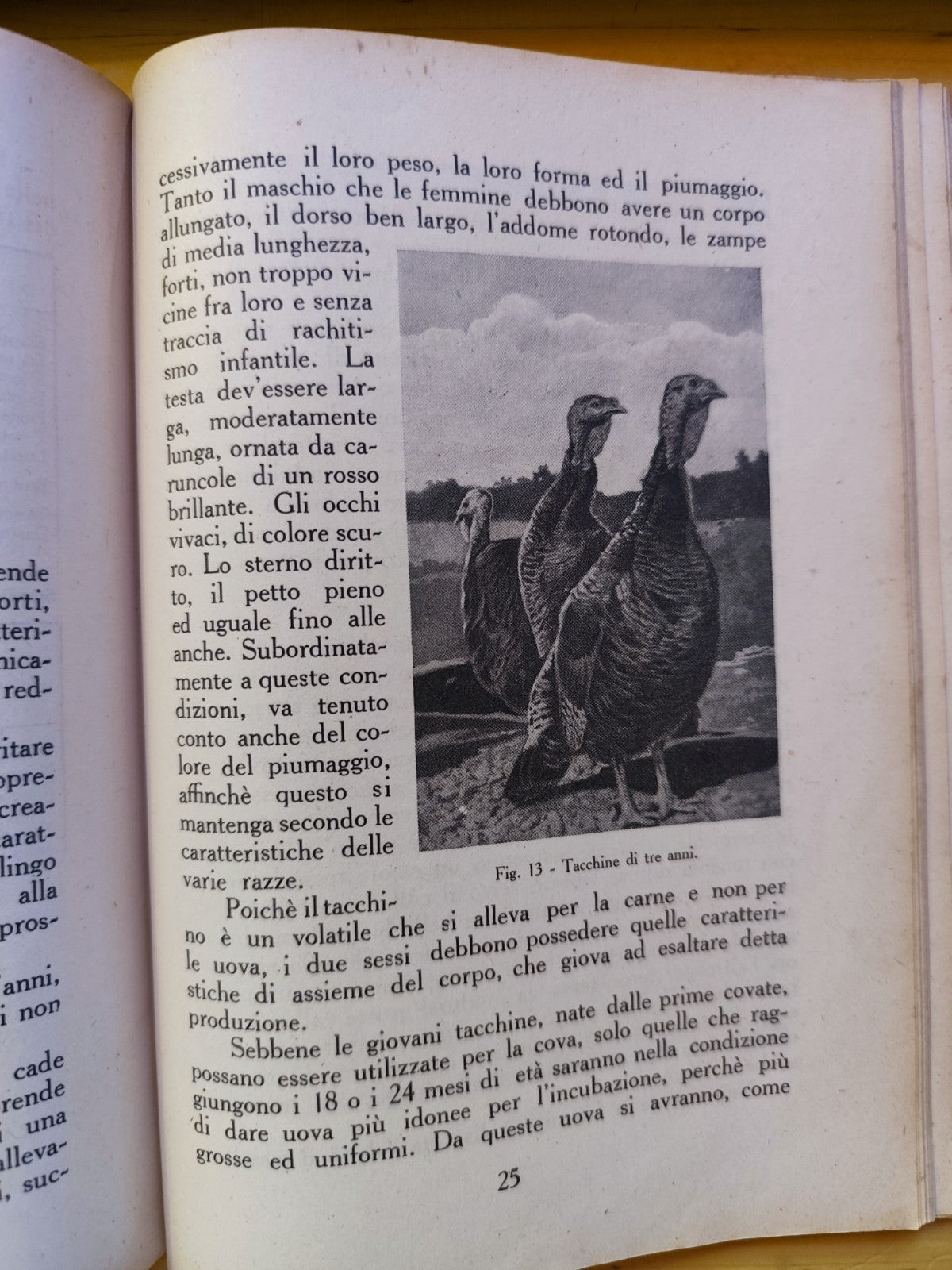 L'allevamento del tacchino, F. Frau - Sanna. agricoltori editoriale 1947