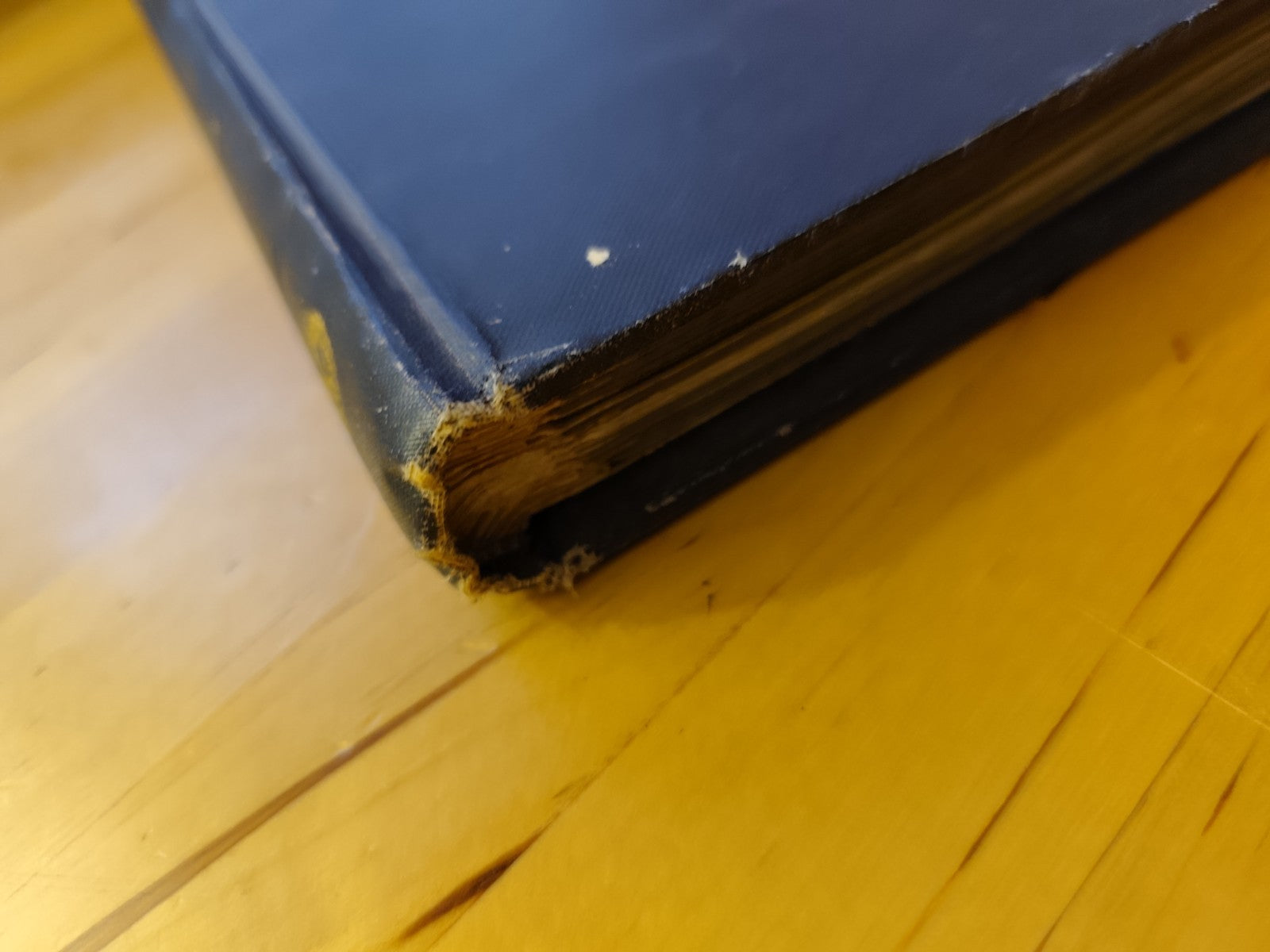 La galleria Pitti la galleria dell'Accademia Corrado Ricci, Arti Grafiche s.d