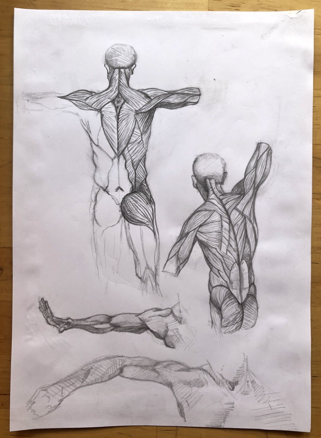 Anatomy Muscle Figure – Hand Drawn Human Body Sketch – Pencil Anatomical Art