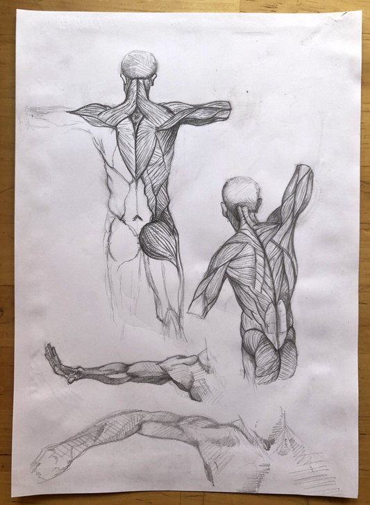 Anatomy Muscle Figure – Hand Drawn Human Body Sketch – Pencil Anatomical Art