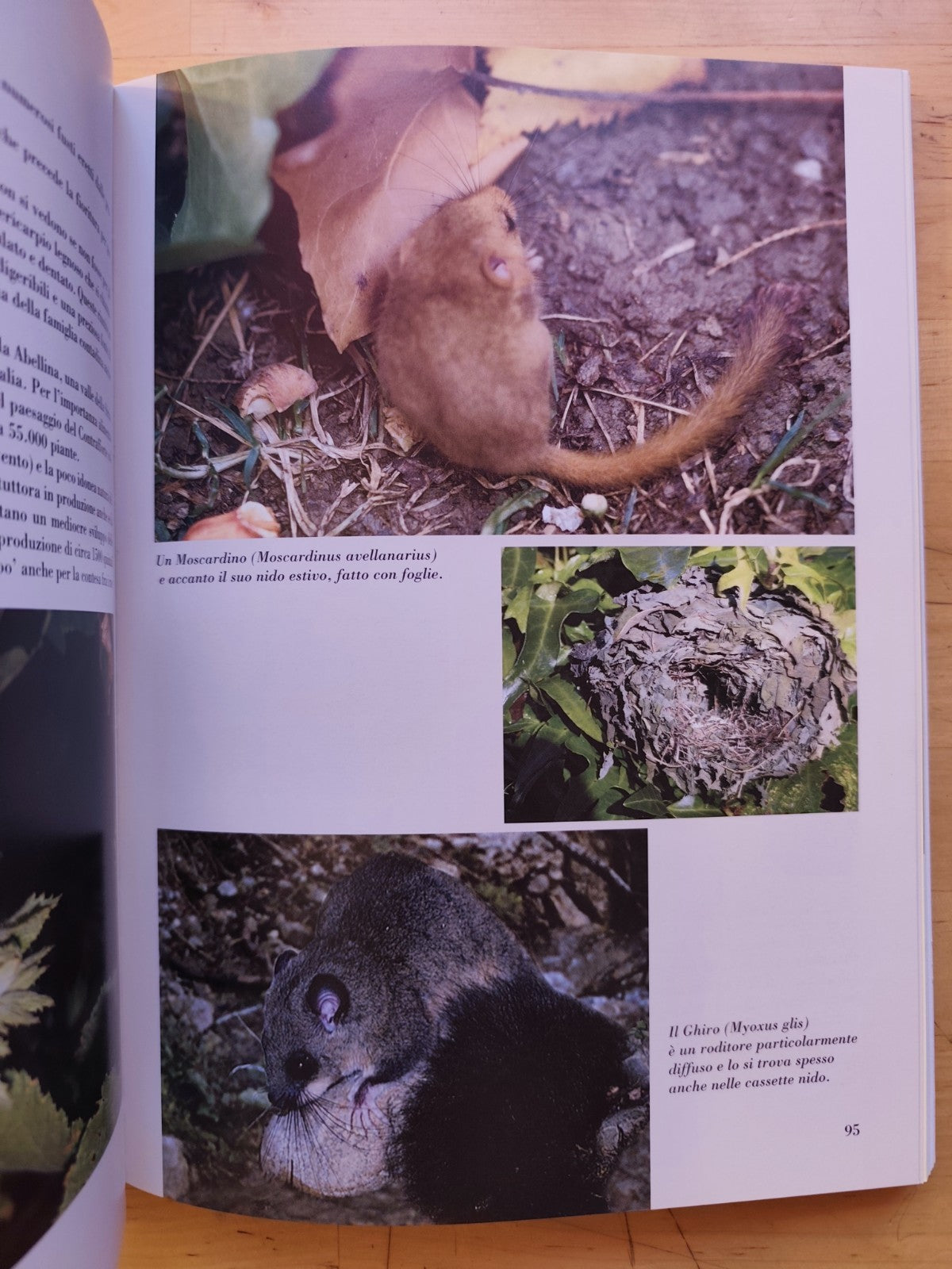 C'era una volta il mare. . . natura e storia tra il Sasso e il Monte delle Formi