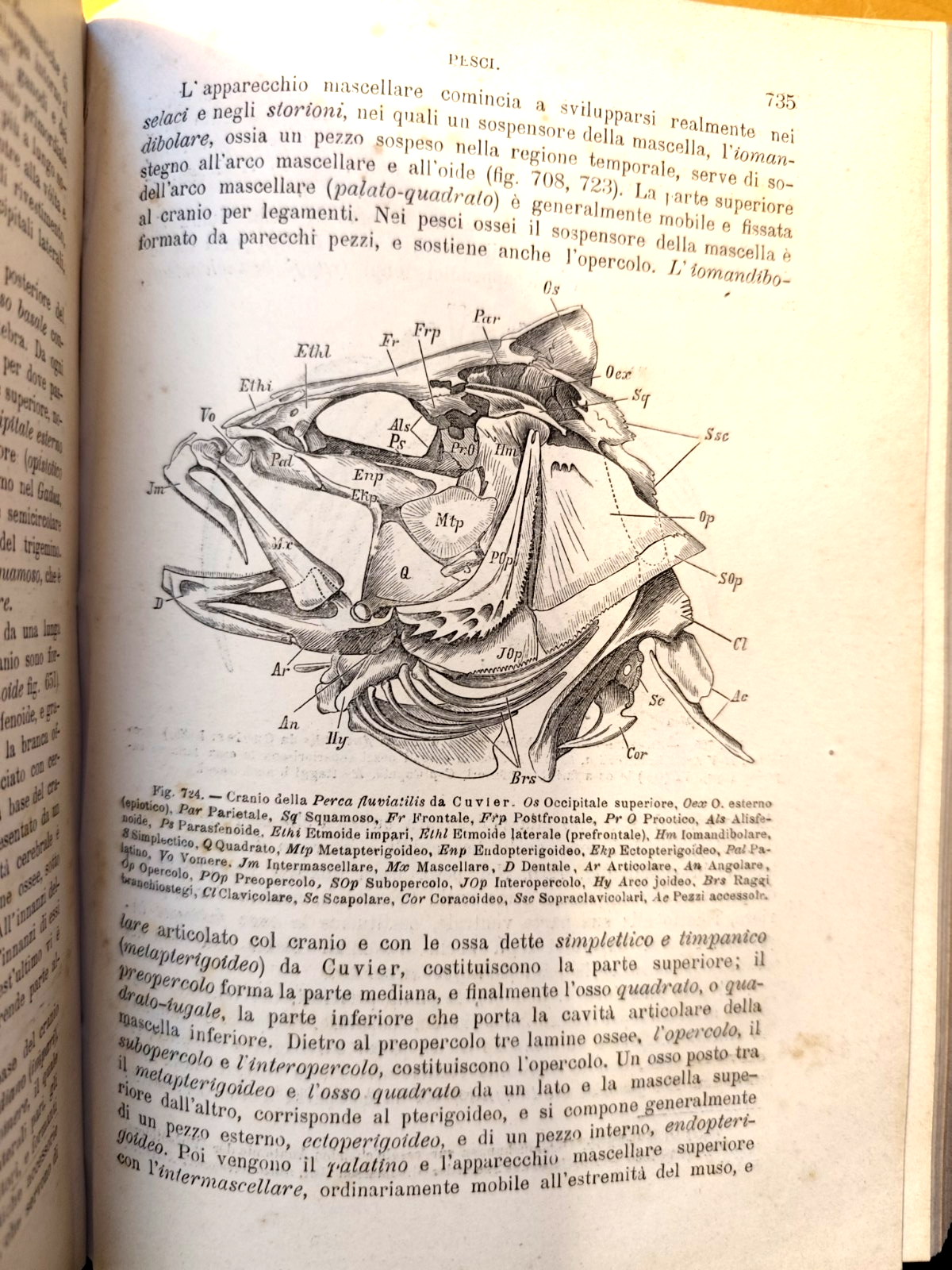 Manuale di Zoologia parte seconda, C. Claus, Cattaneo. Vallardi - antico '800