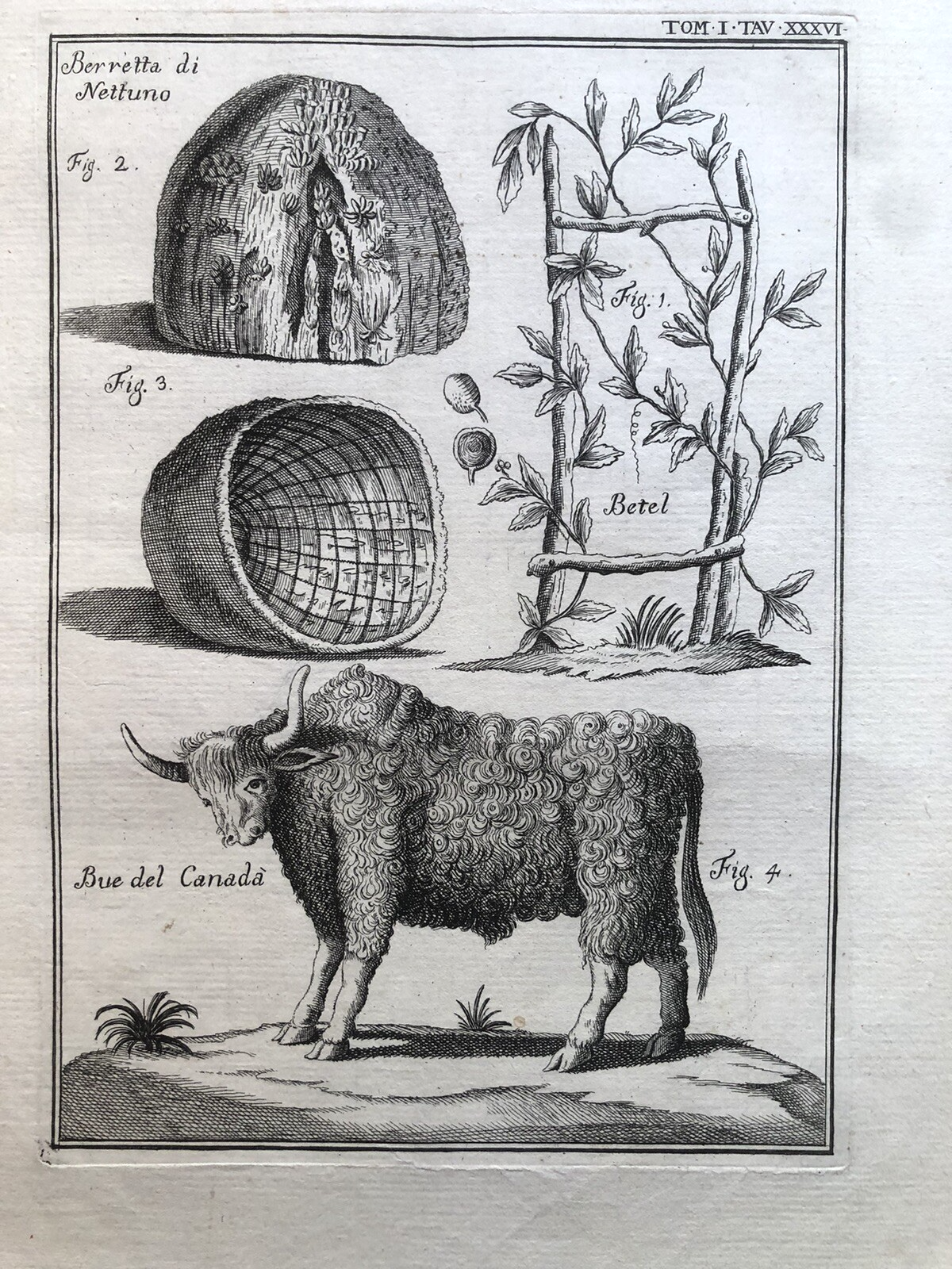 Incisione stampa botanica Betel Berretta di Nettuno, Bue del Canadà 1700 circa