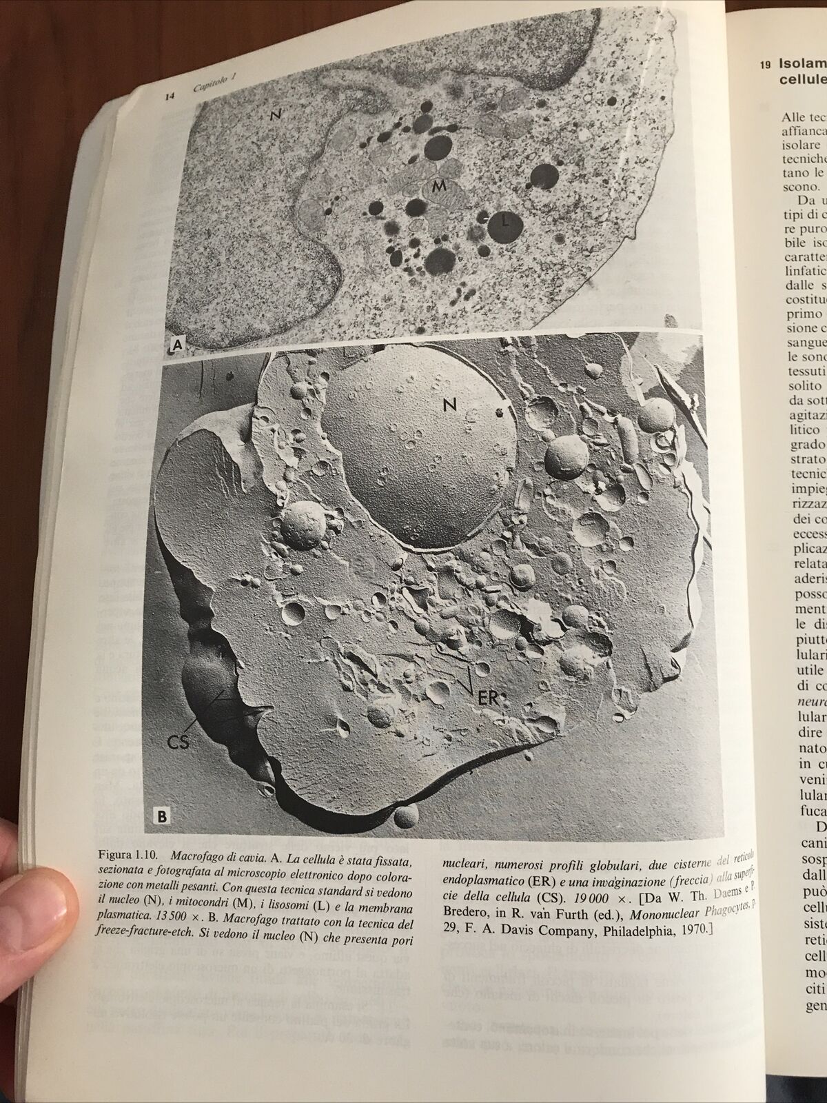 ISTOLOGIA zanichelli WEISS ROY O. GREEP