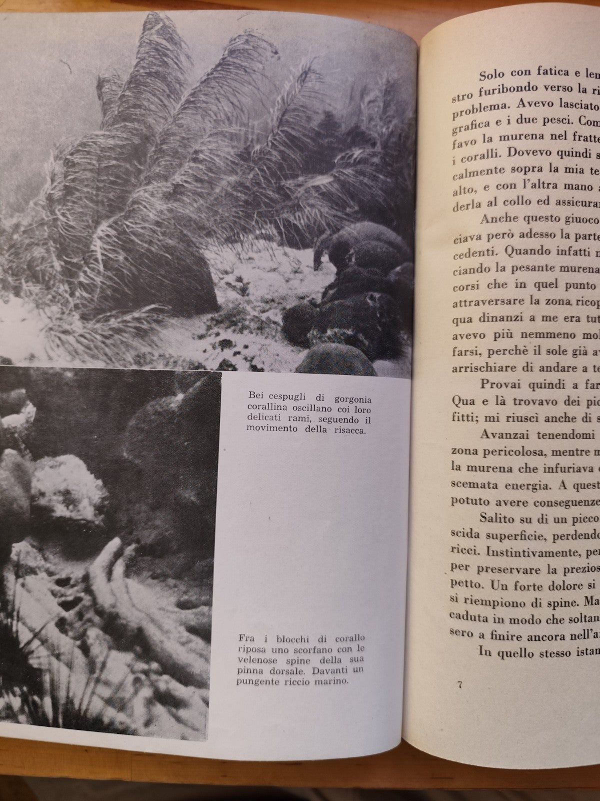 Fra squali e coralli avventure nel mar Caraibico, Hans Hass - Mediterranea 1949