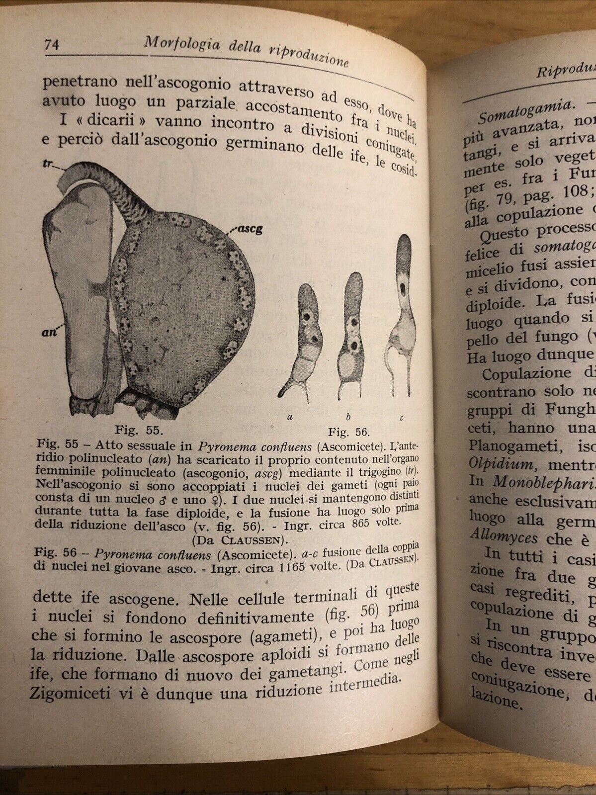 Riproduzione e sessualità nelle piante e negli animali, Claudio barbozza, Hoepli