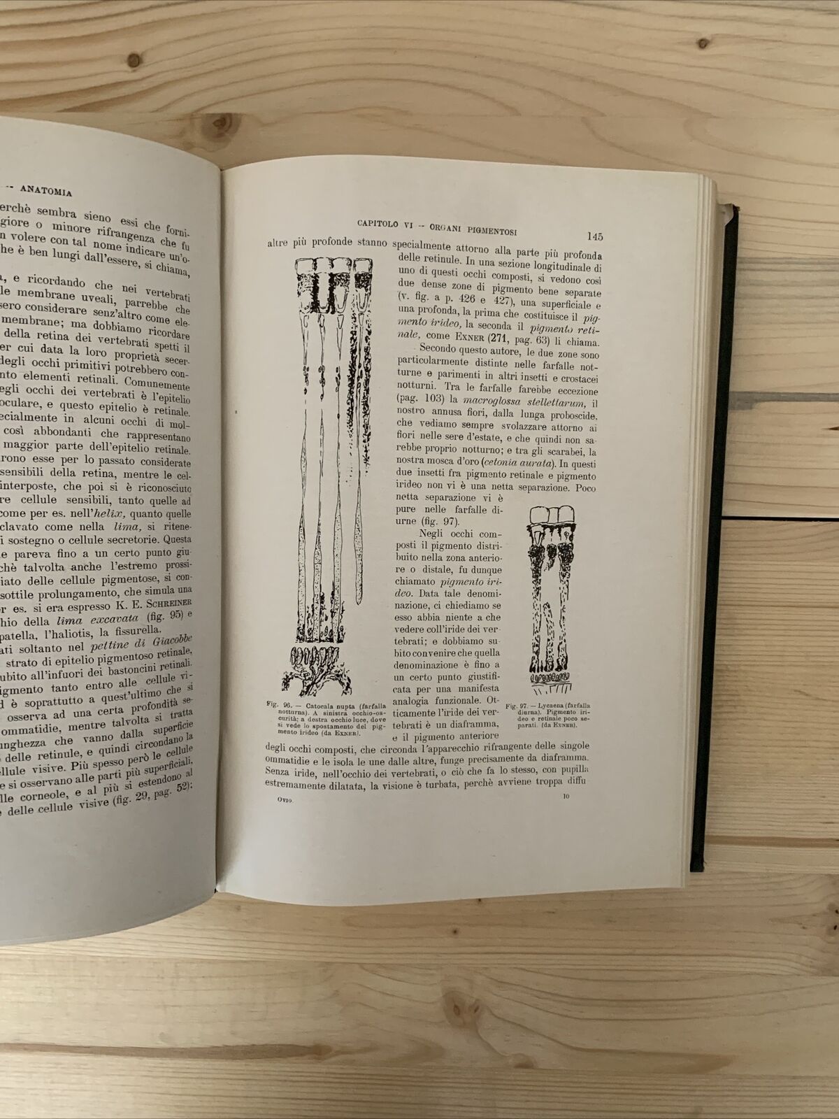 ANATOMIA E FISIOLOGIA DELL'OCCHIO NELLA SERIE ANIMALE - Giuseppe Ovio 1925 #