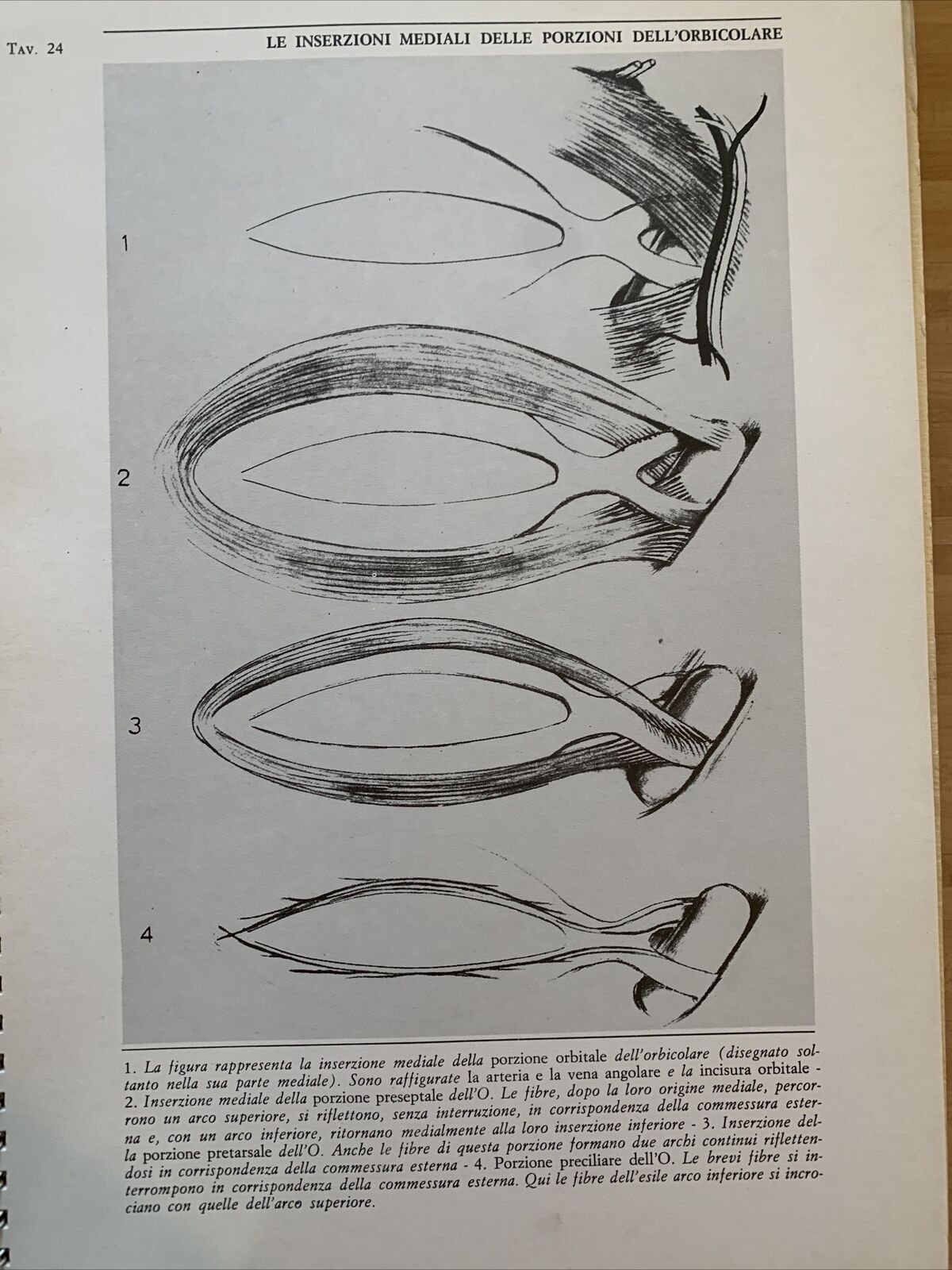 L'OCCHIO - Iconografia anatomica 4 volumi. Giorgio W. Vassura. Italseber