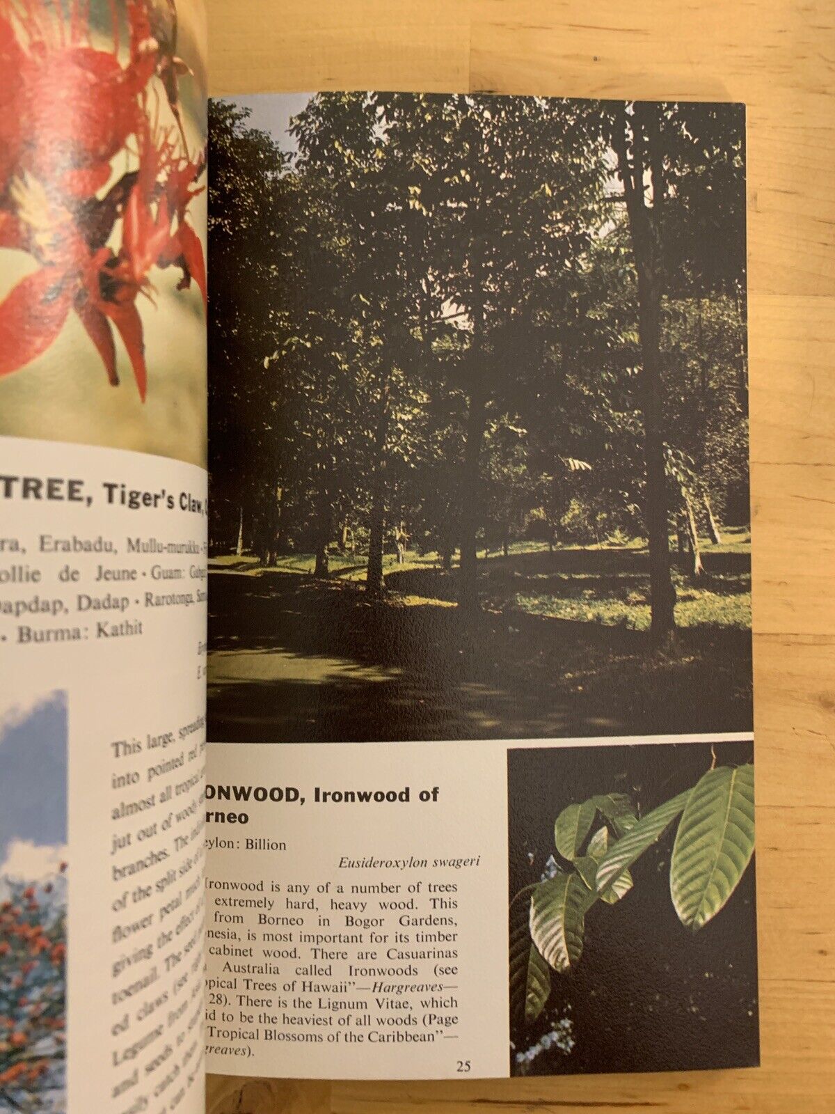TROPICAL TREES OF THE PACIFIC, PHILIPINNES HONG KONG VIETNAM 130 COLOR PICTURES