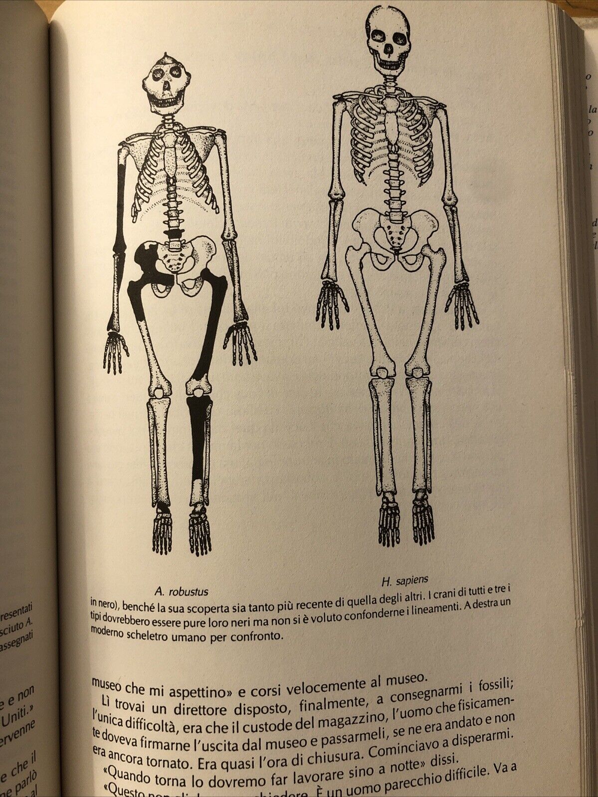 Lucy le origini dell'umanità, Donald Johanson - Mondadori 1981