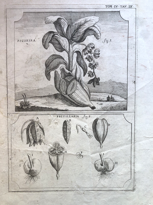 Incisione stampa botanica antica 1700 ca. Figueira Fritillaria