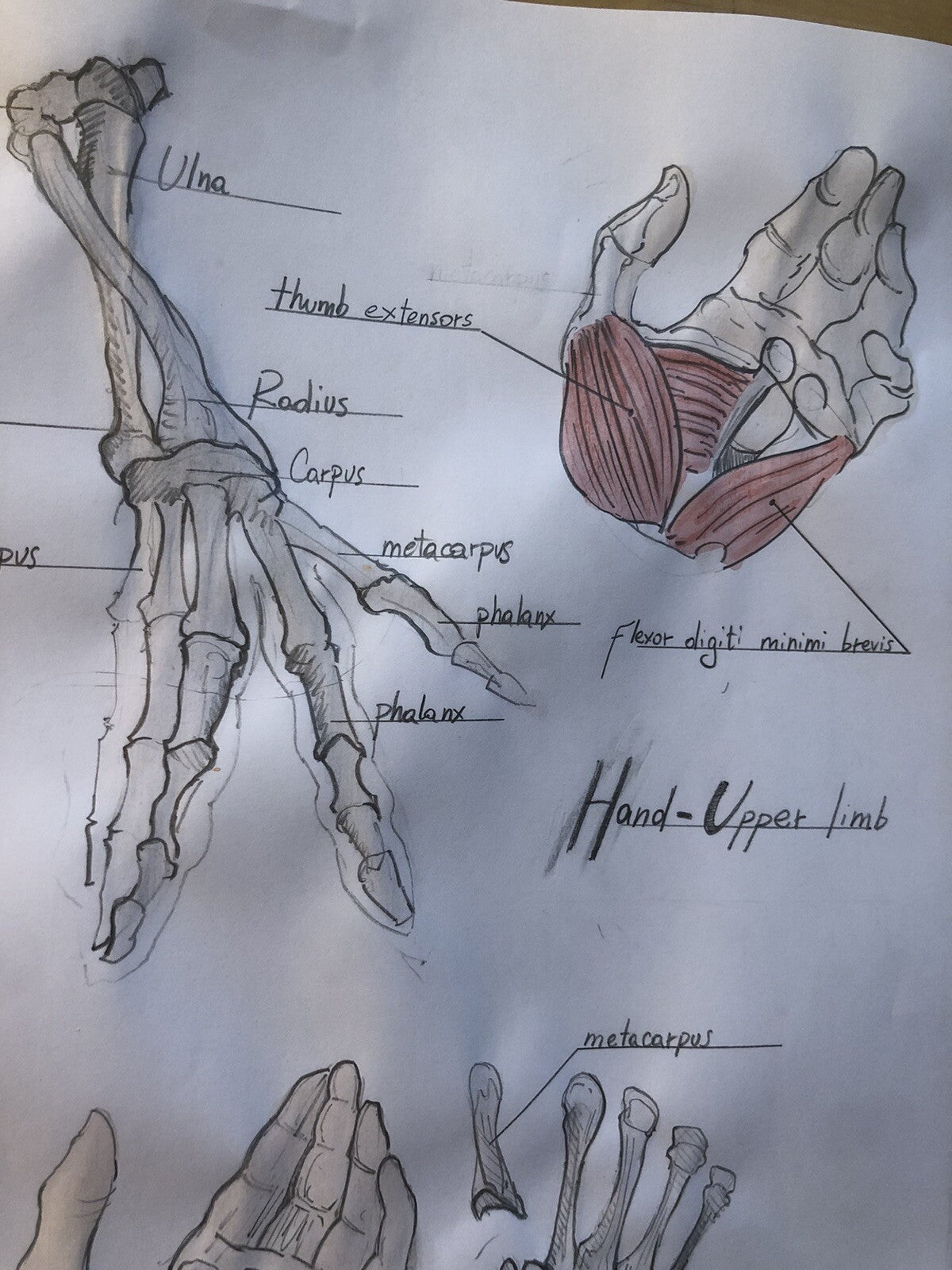 Hand-Drawn Anatomical Chart – "Hand Upper Limb" – Pencil & Watercolor