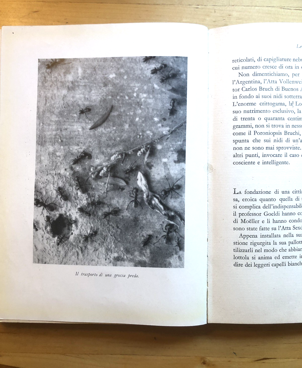 La vita delle formiche, Maurice Maeterlinck. Mondadori 1932