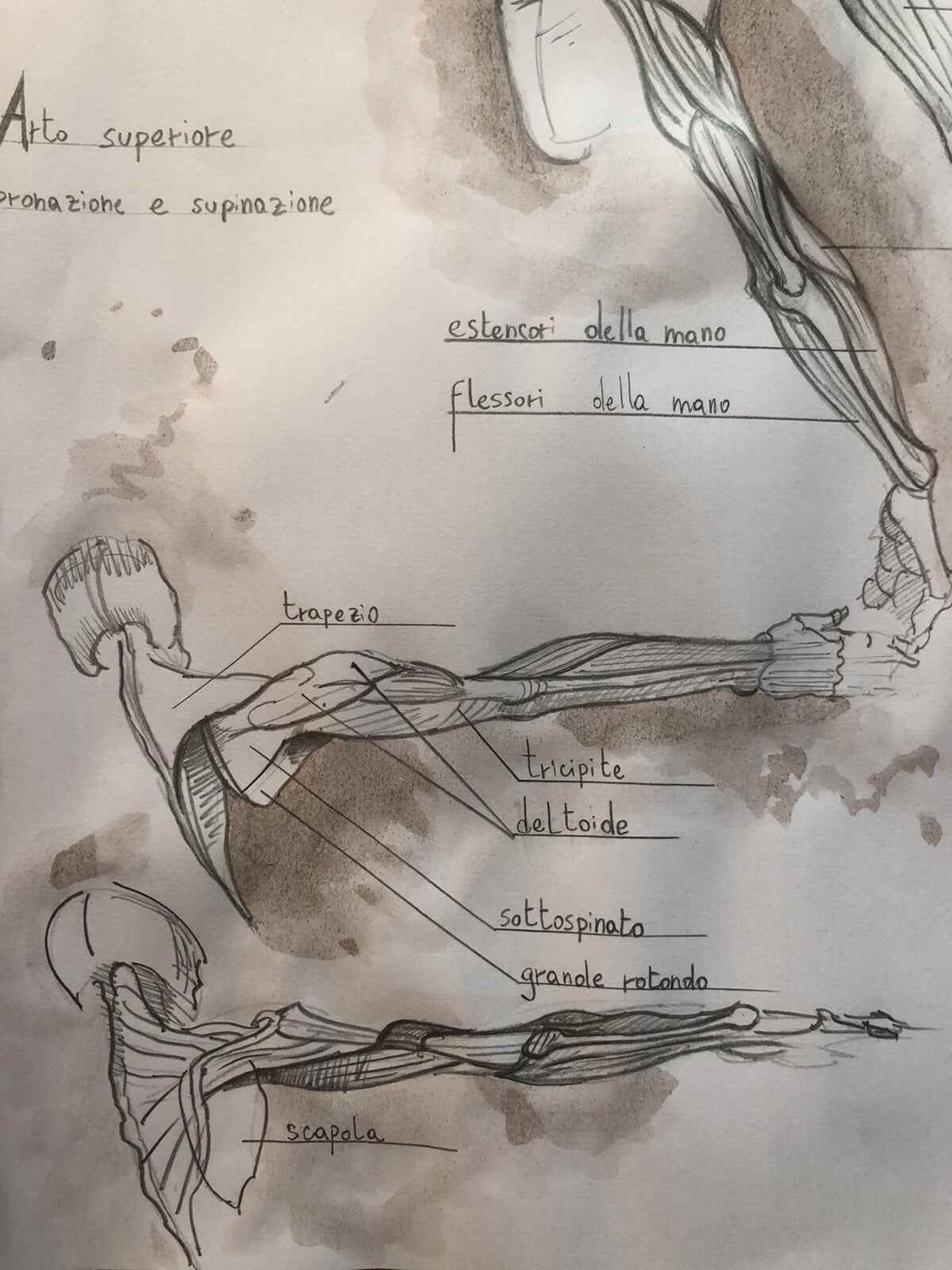 Tavola anatomica disegnata a mano, Arto superiore pronazione e supinazione
